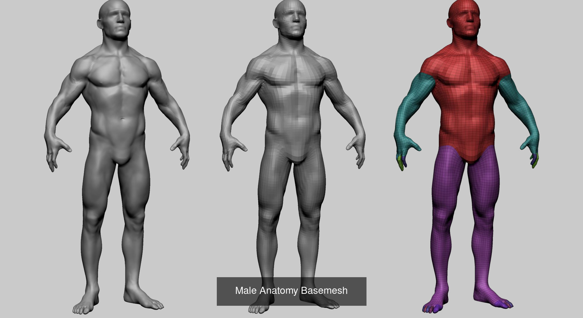 Female - Male Body and Head Models 3D Model Collection_6