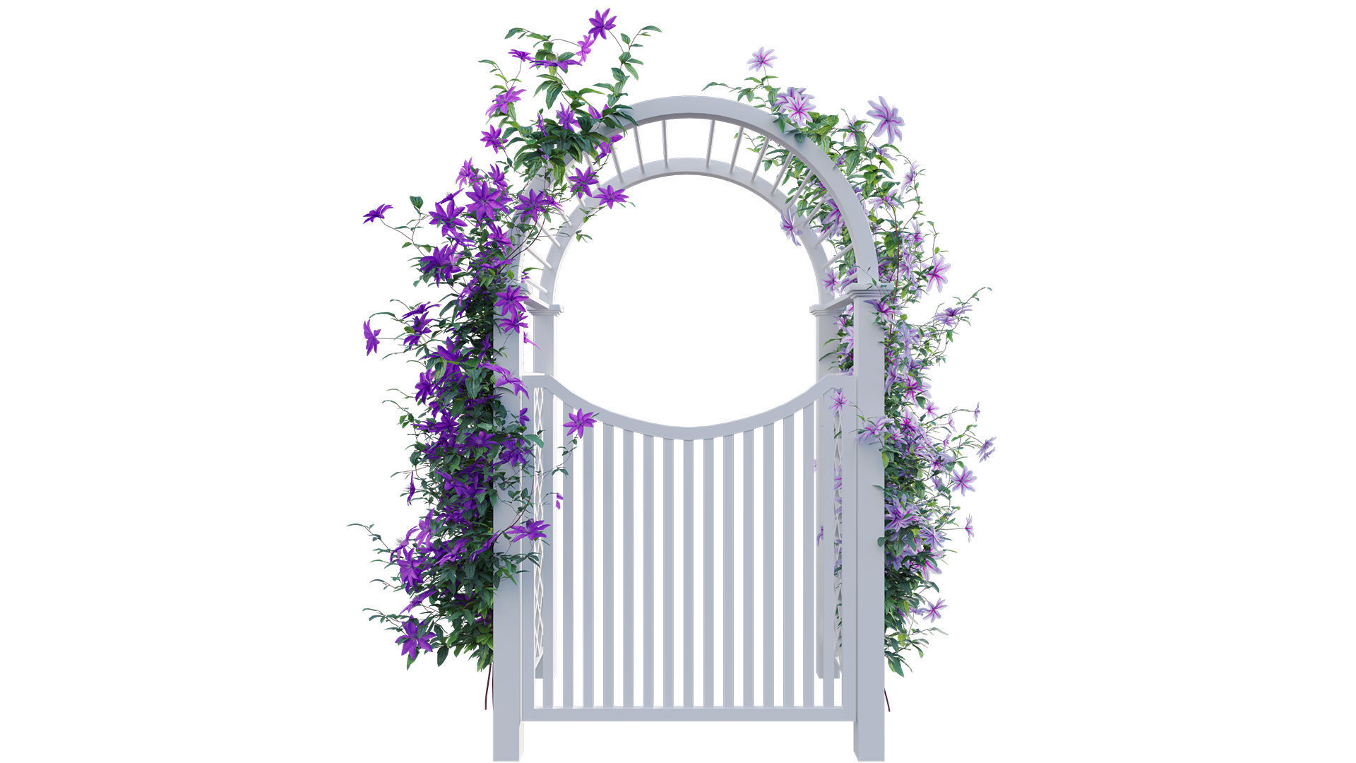 Clematis Aotearoa - Creeper Gate 3D model_6