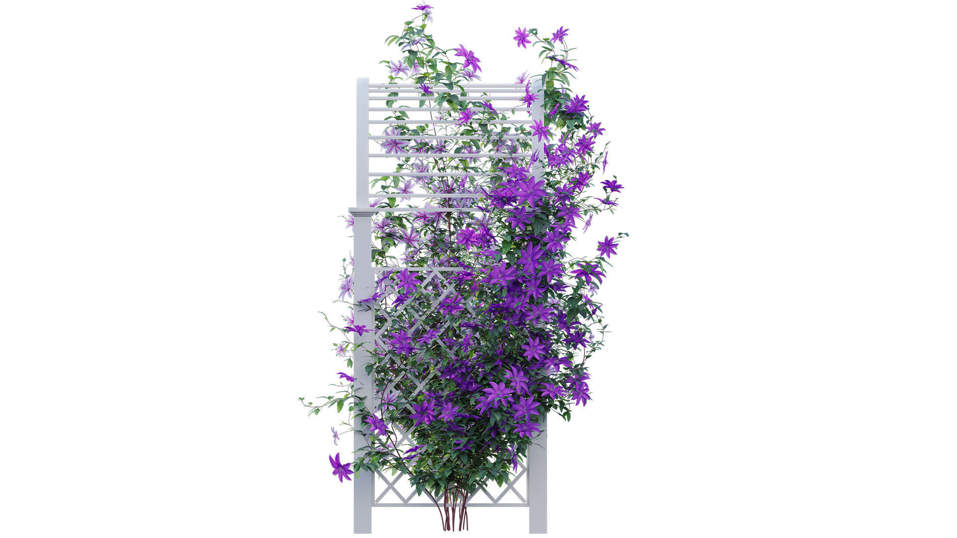 Clematis Aotearoa - Creeper Gate 3D model_7