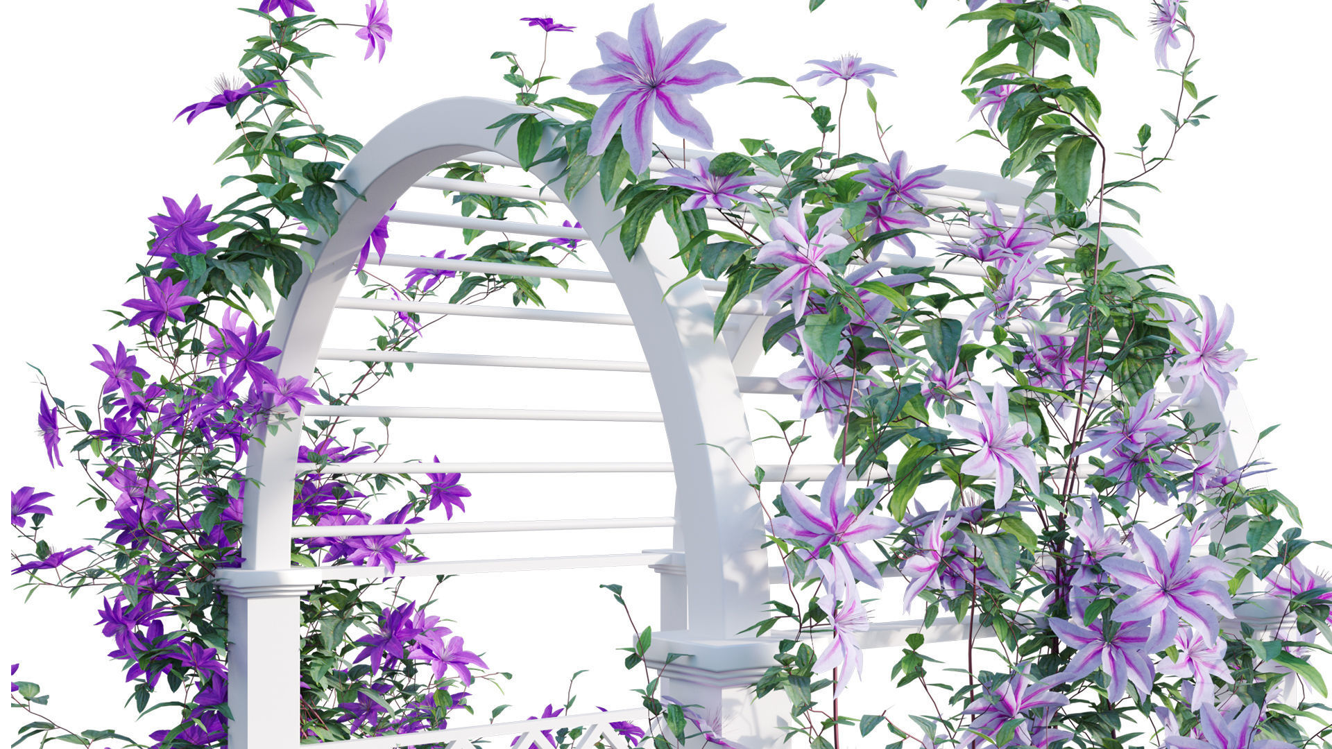 Clematis Aotearoa - Creeper Gate 3D model_10