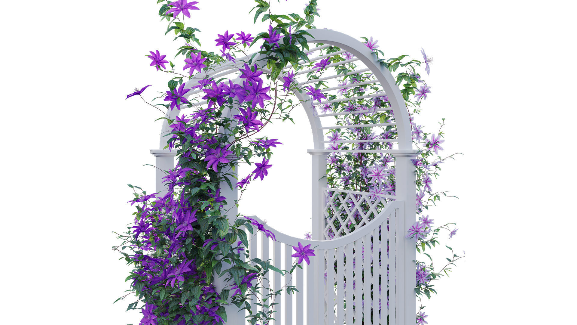 Clematis Aotearoa - Creeper Gate 3D model_9