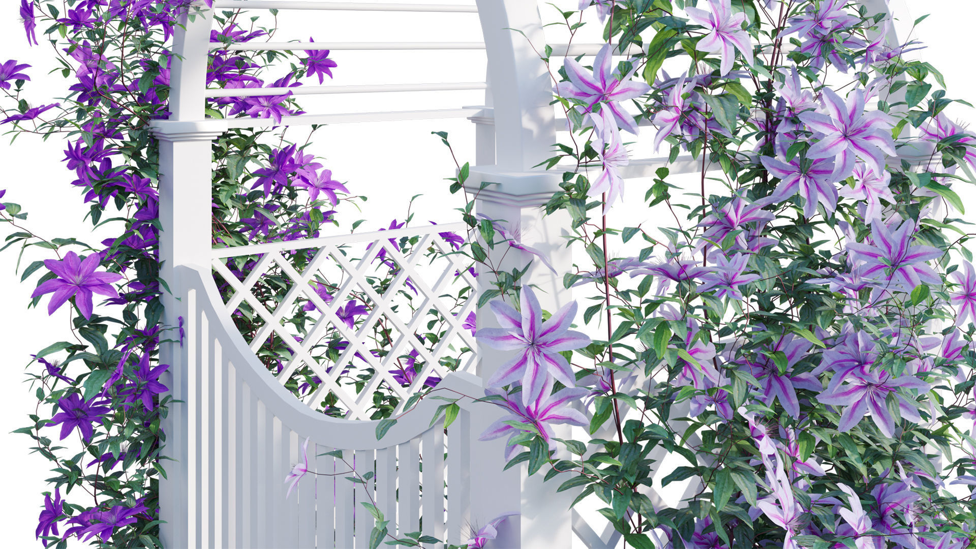 Clematis Aotearoa - Creeper Gate 3D model_12