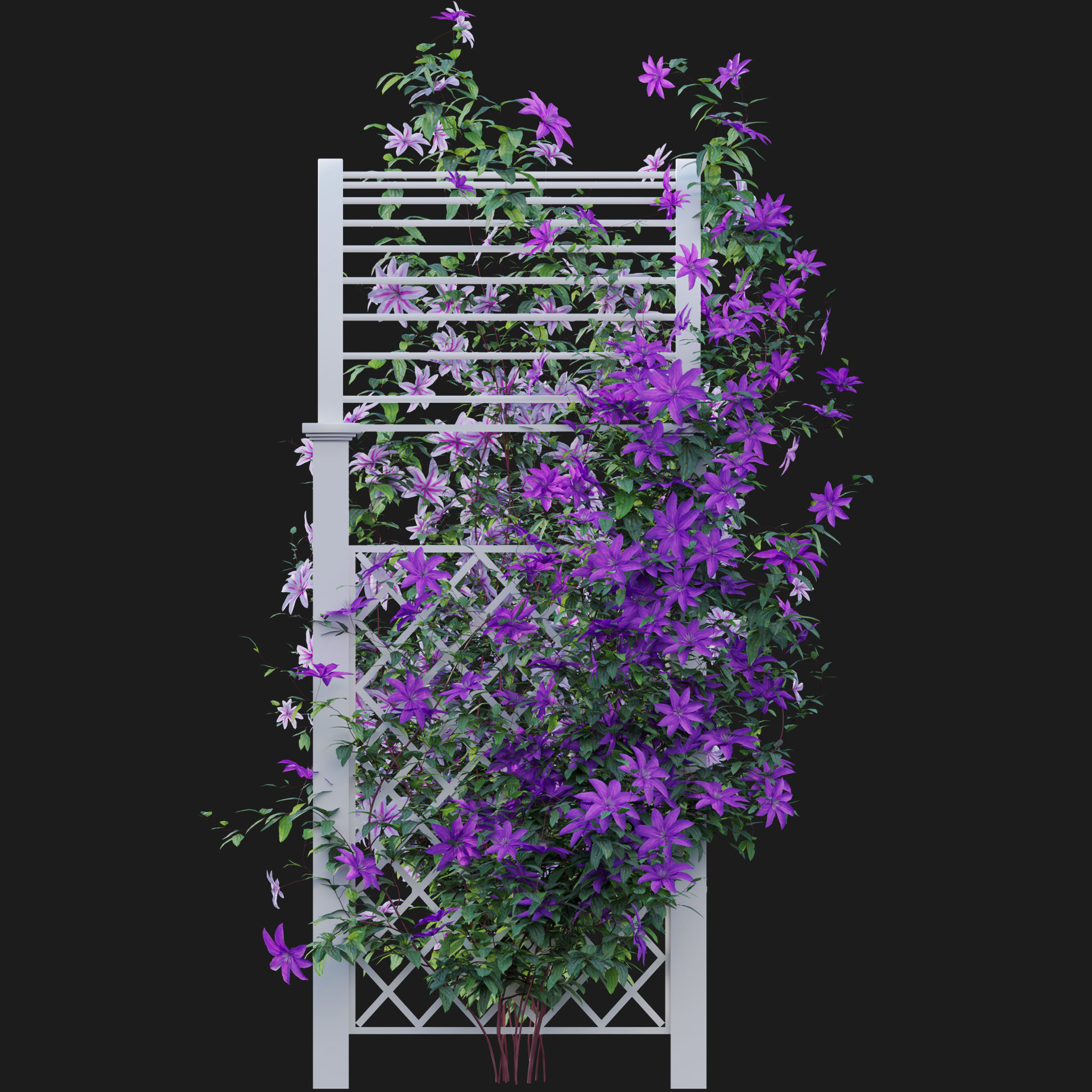 Clematis Aotearoa - Creeper Gate 3D model_3