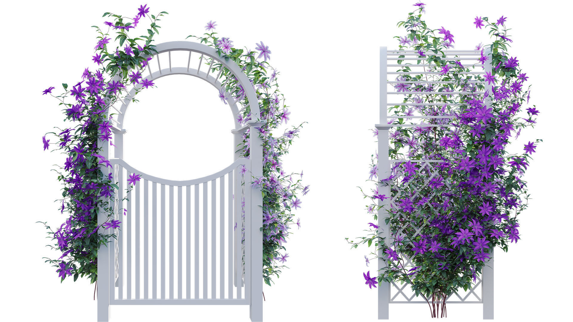 Clematis Aotearoa - Creeper Gate 3D model_8