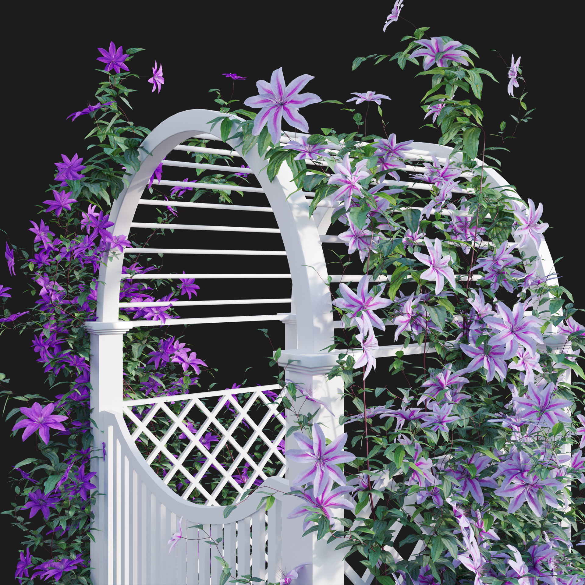 Clematis Aotearoa - Creeper Gate 3D model_1