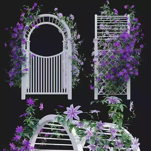 Clematis Aotearoa - Creeper Gate