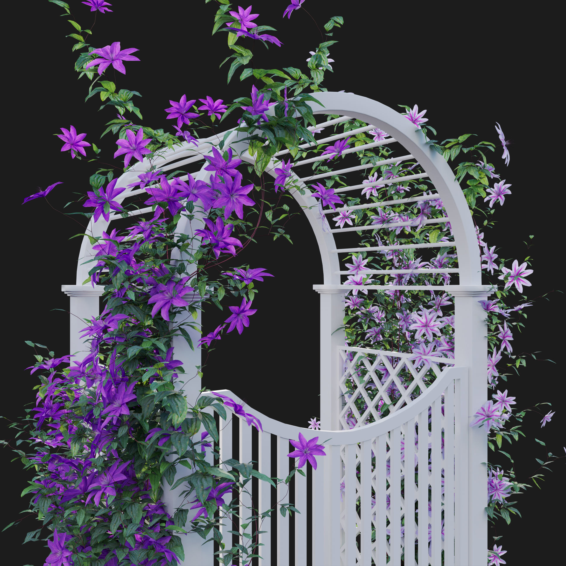 Clematis Aotearoa - Creeper Gate 3D model_4