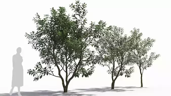 Bothrocaryum controversum