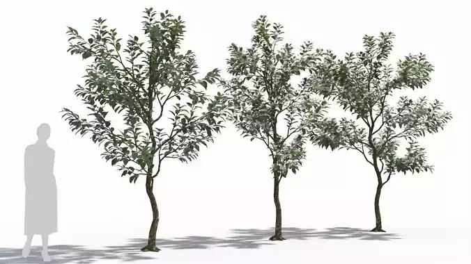 Bothrocaryum controversum