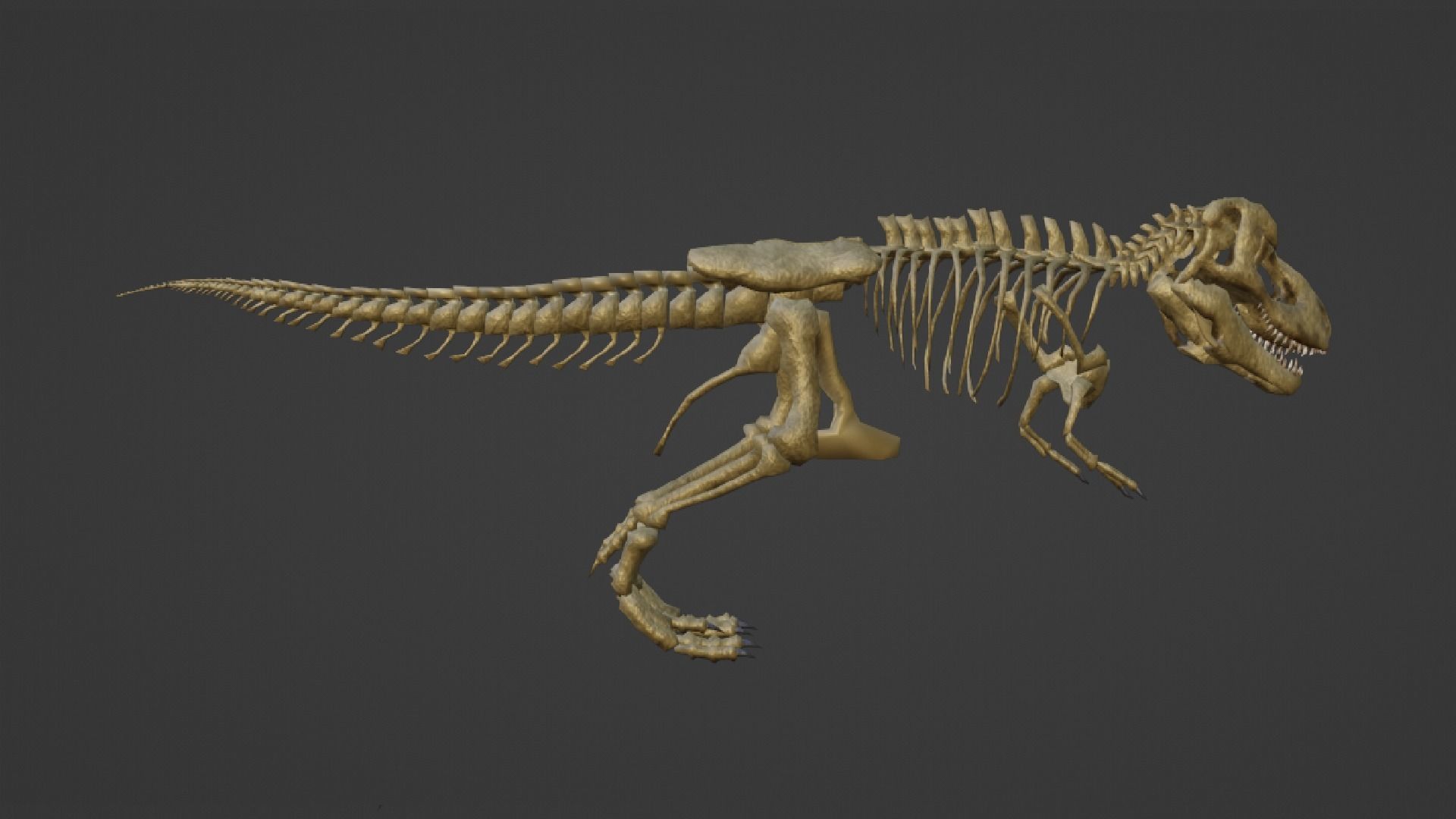 T-REX SKELETON Low-poly 3D model_19