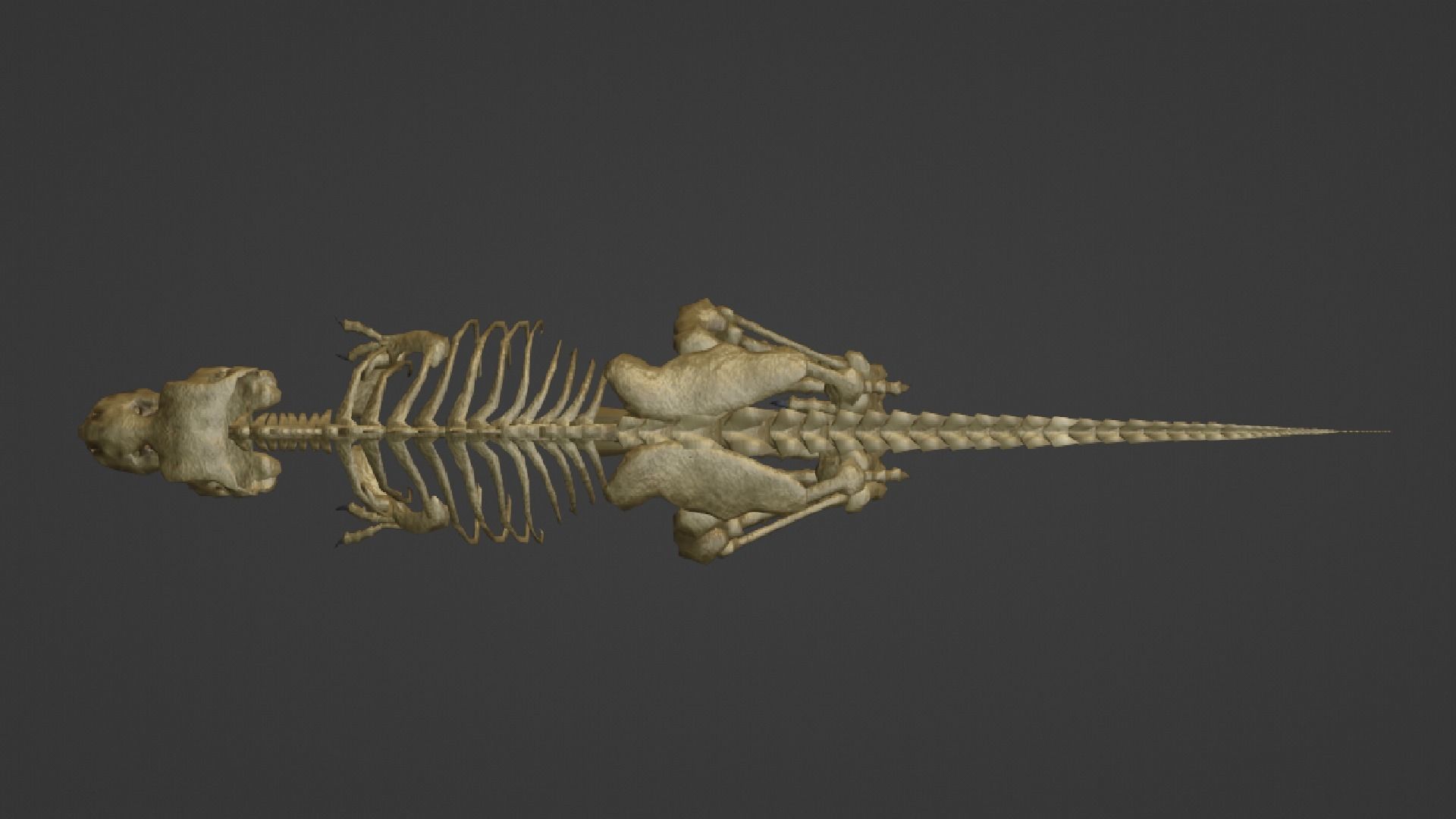 T-REX SKELETON Low-poly 3D model_20