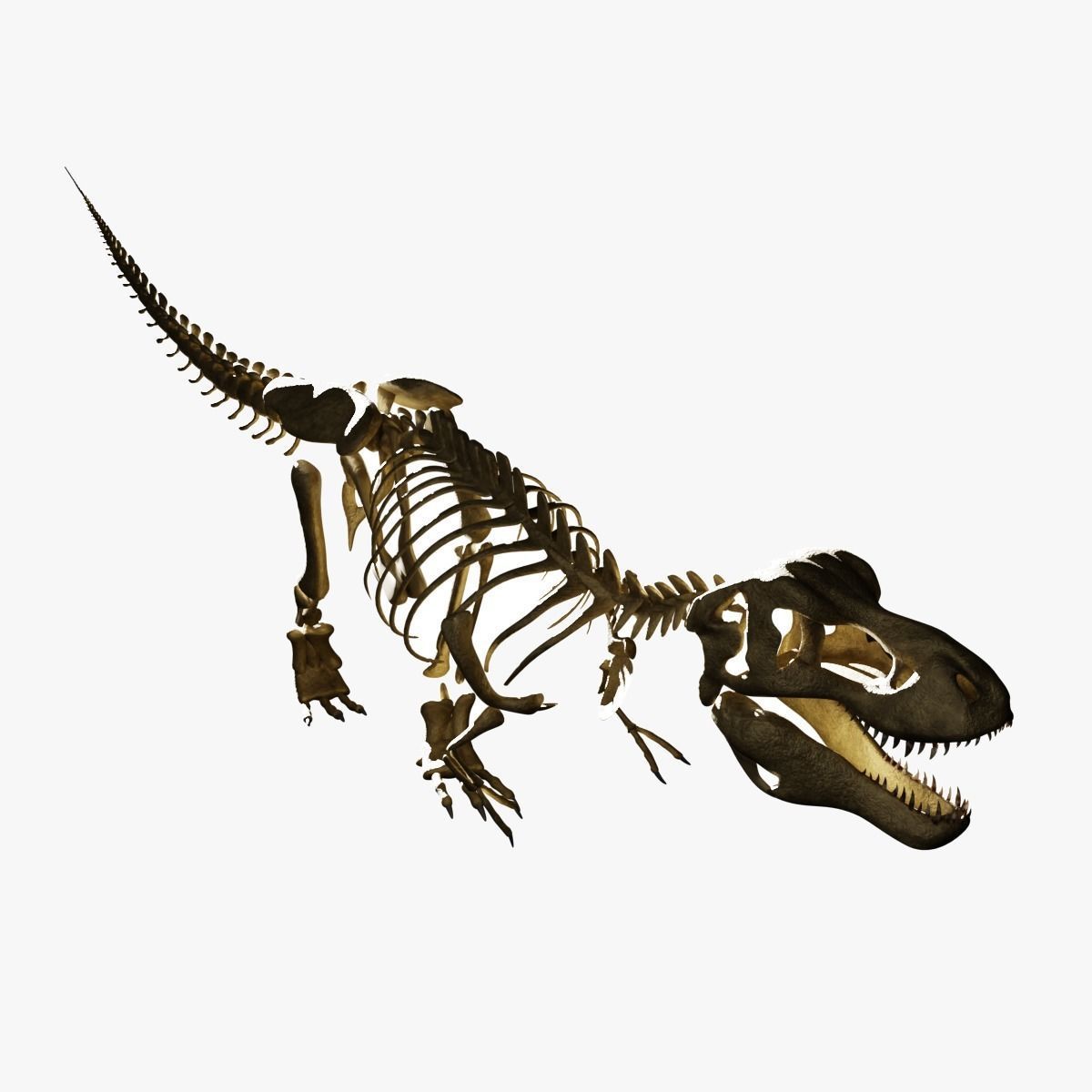 T-REX SKELETON Low-poly 3D model_33