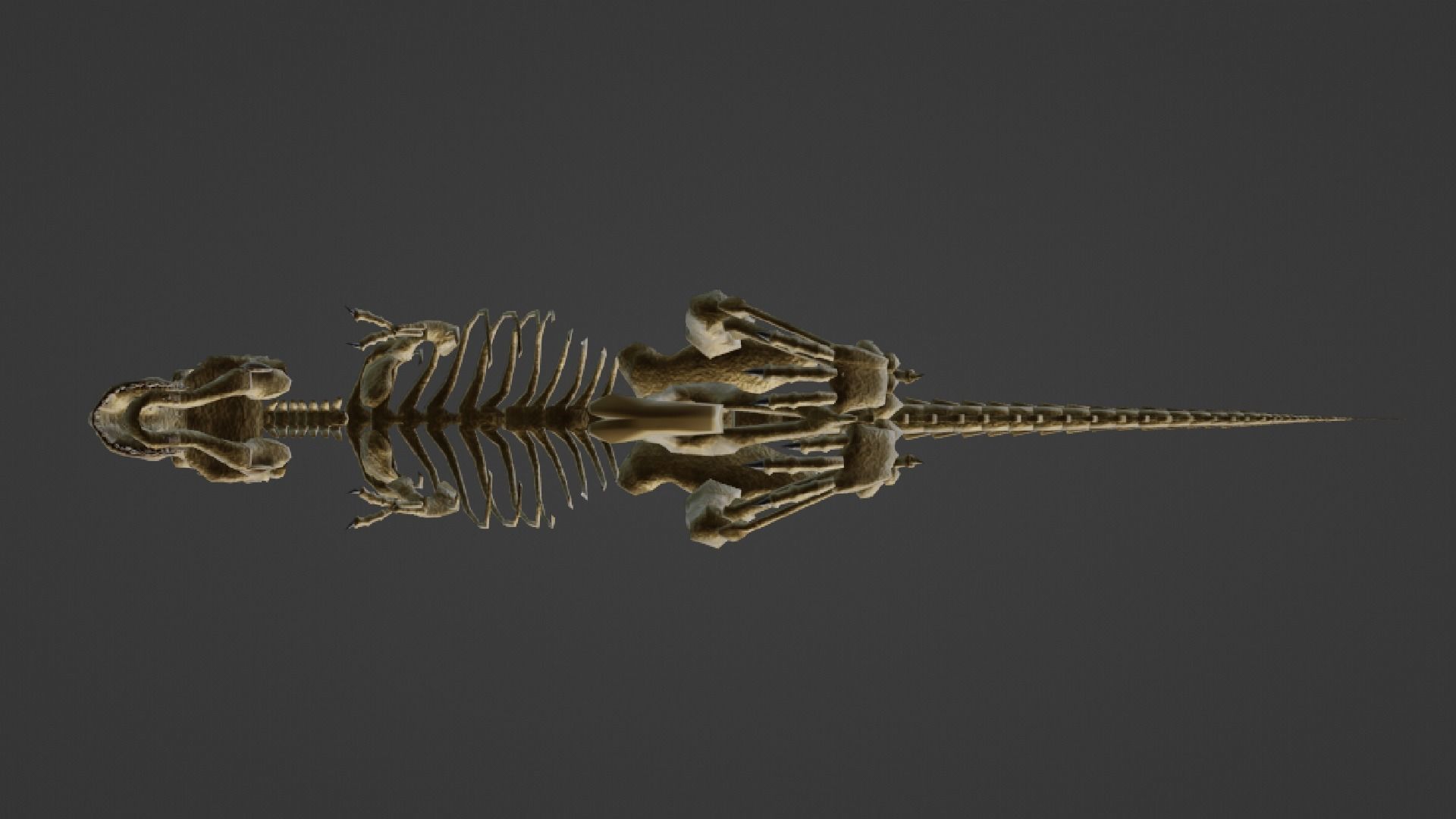 T-REX SKELETON Low-poly 3D model_21