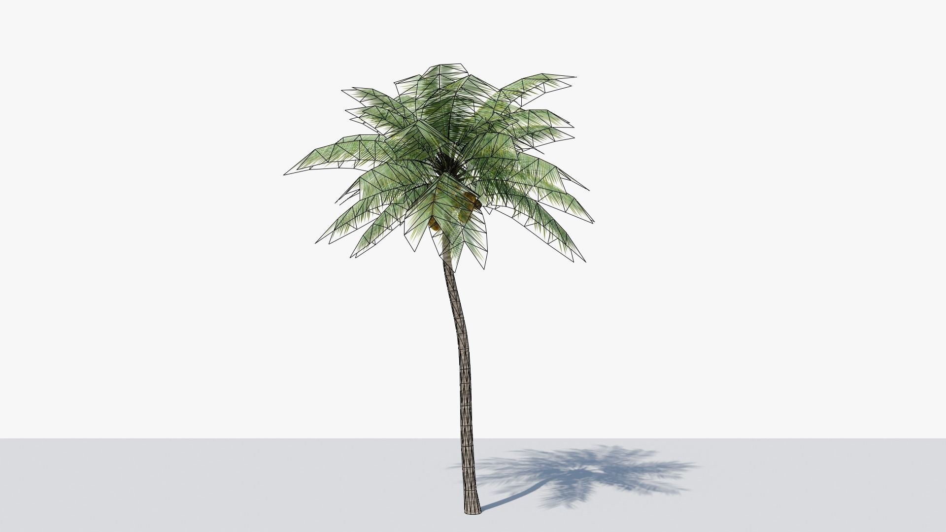 Lowpoly Coconut Palm v4 Low-poly 3D model_10
