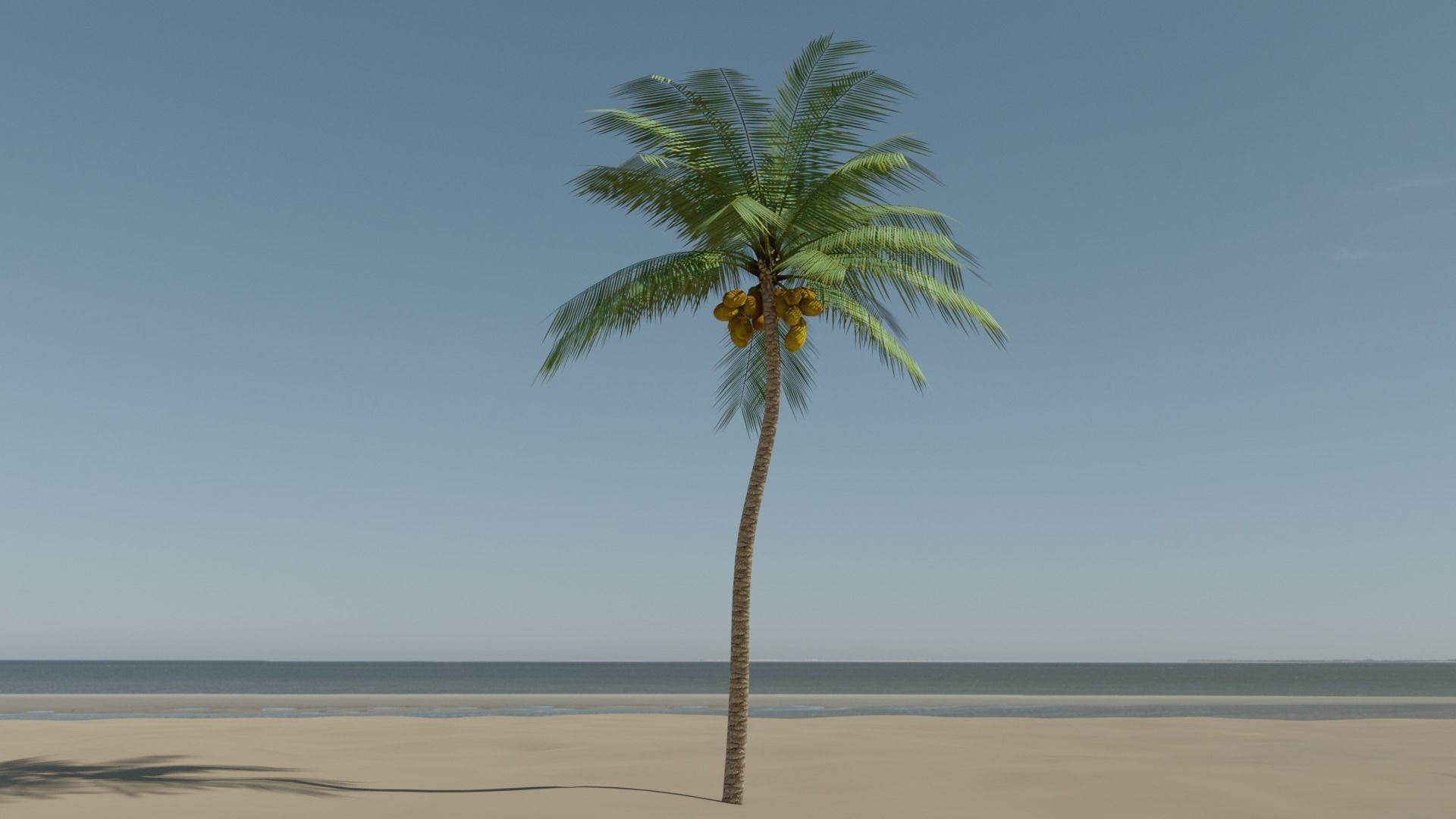 Lowpoly Coconut Palm v4 Low-poly 3D model_18