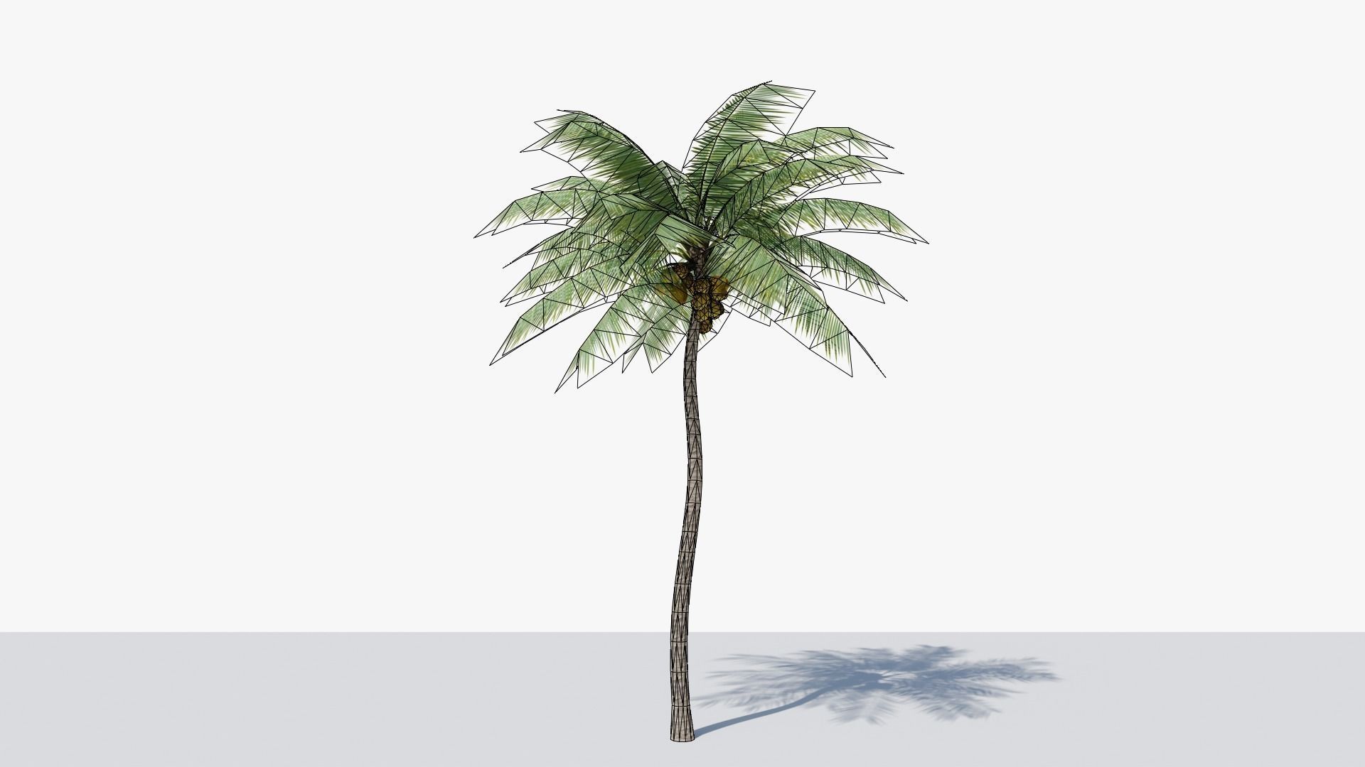 Lowpoly Coconut Palm v4 Low-poly 3D model_7