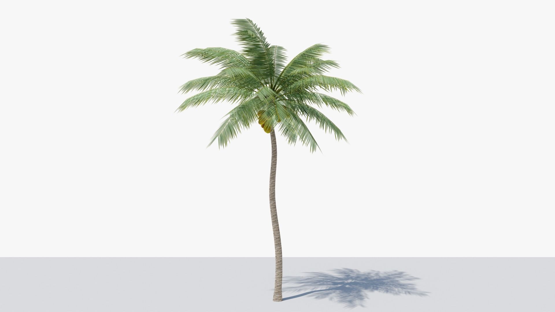 Lowpoly Coconut Palm v4 Low-poly 3D model_15
