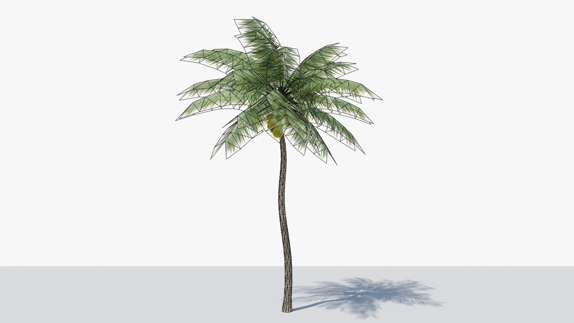 Lowpoly Coconut Palm v4 Low-poly 3D model_16