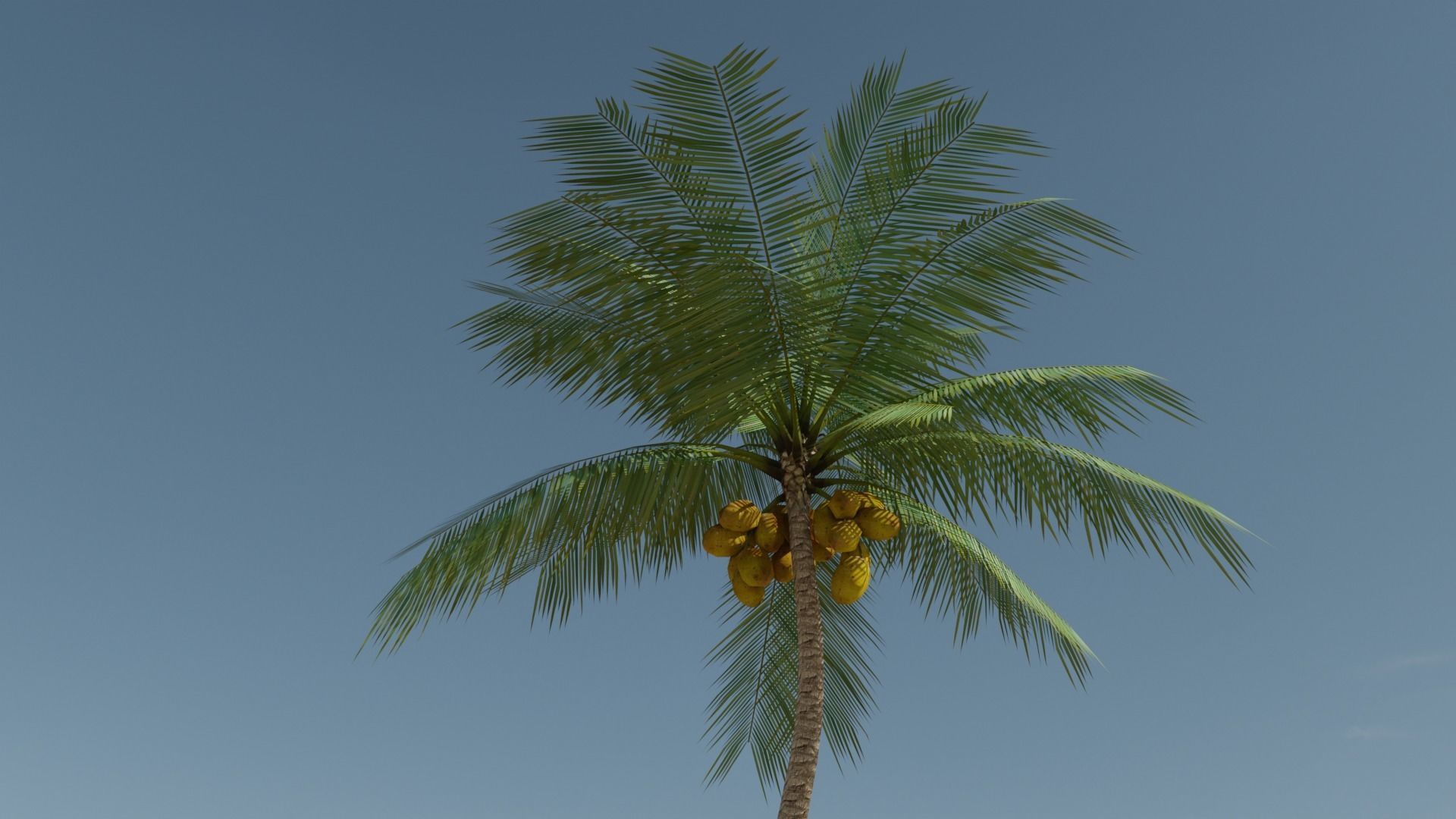 Lowpoly Coconut Palm v4 Low-poly 3D model_19