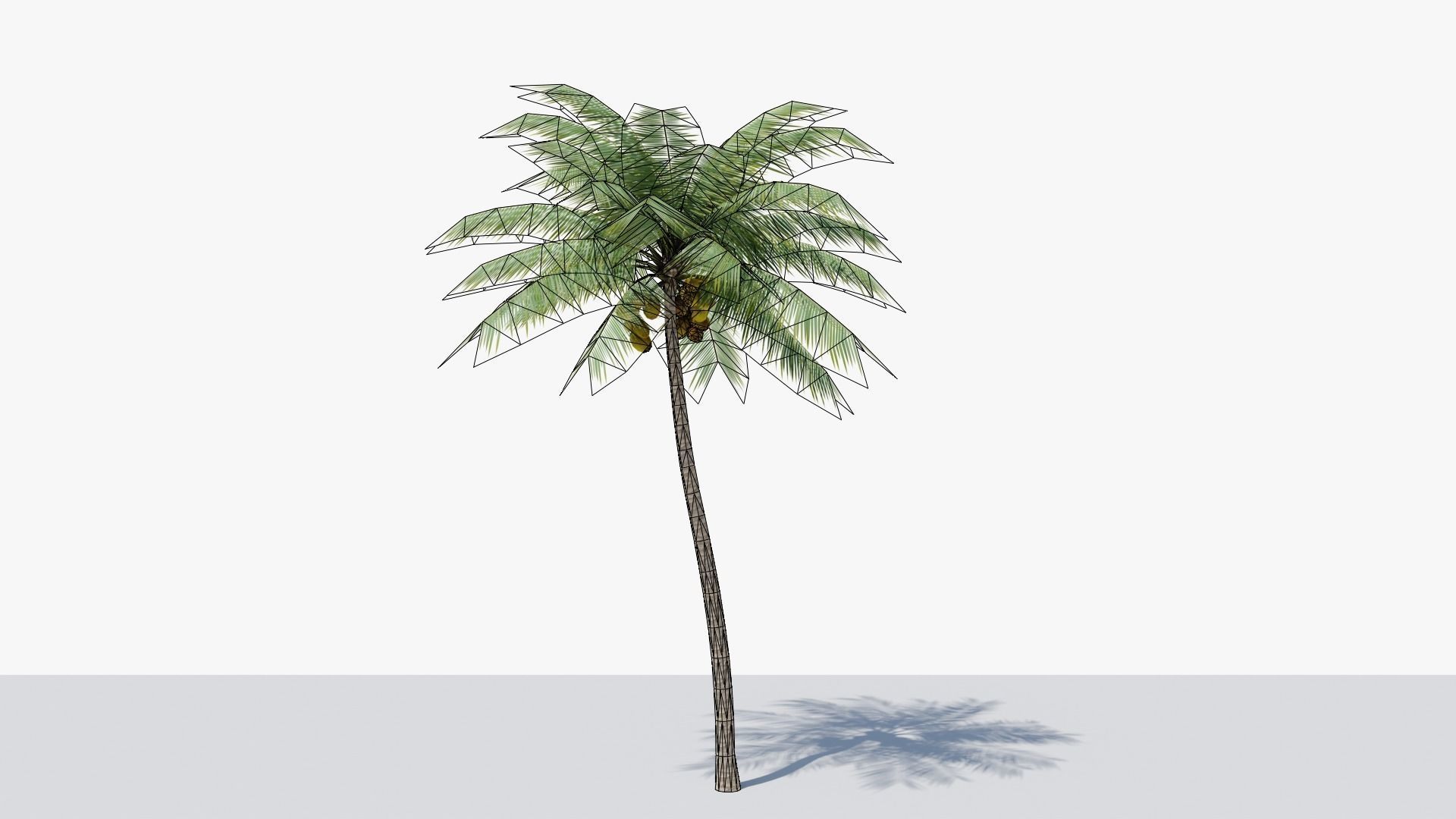 Lowpoly Coconut Palm v4 Low-poly 3D model_13