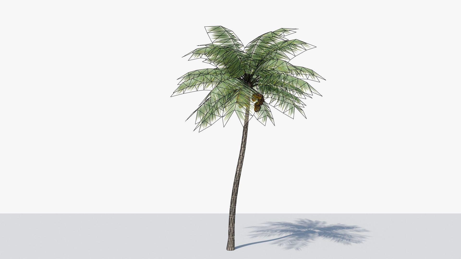 Lowpoly Coconut Palm v4 Low-poly 3D model_4