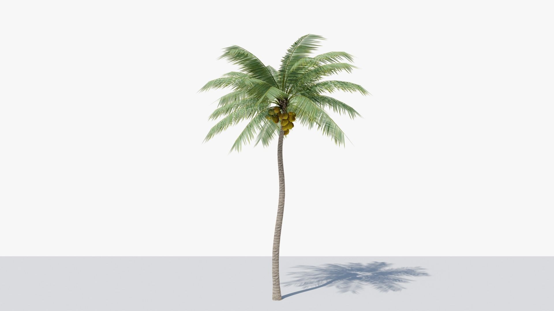 Lowpoly Coconut Palm v4 Low-poly 3D model_6