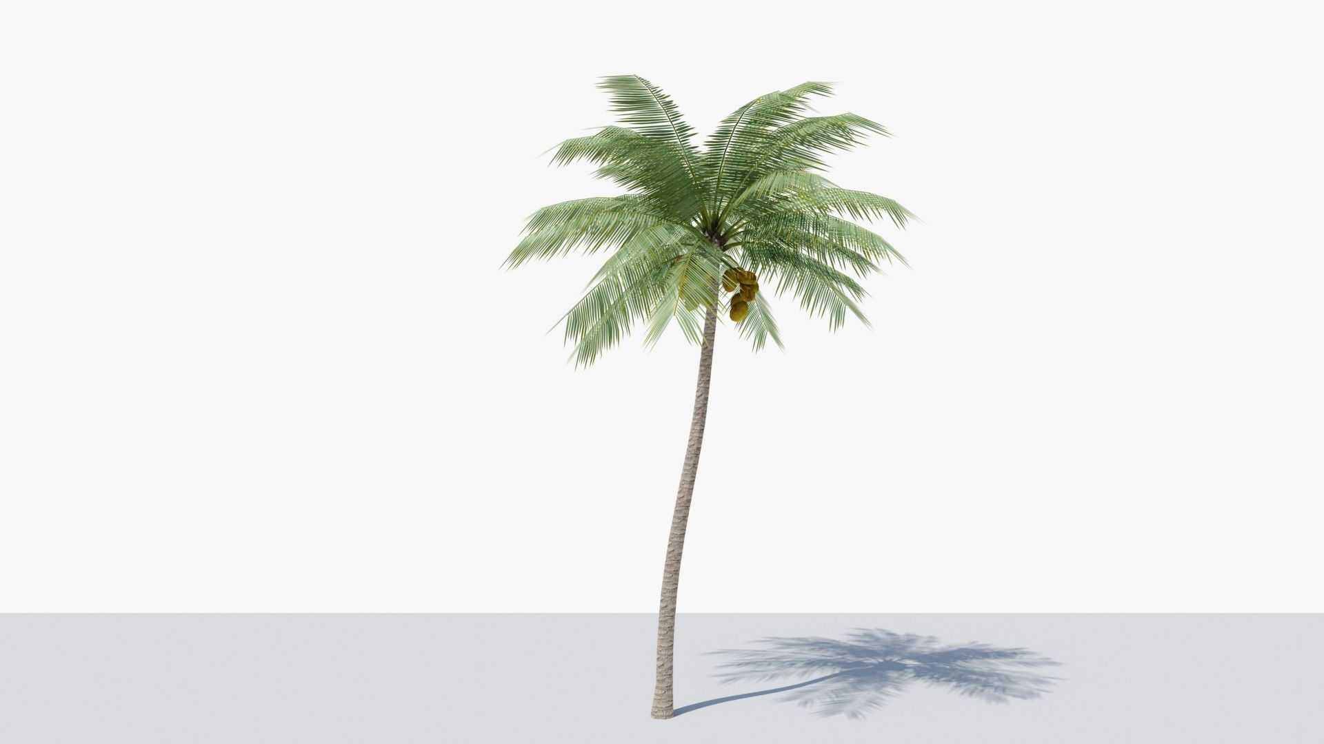 Lowpoly Coconut Palm v4 Low-poly 3D model_3