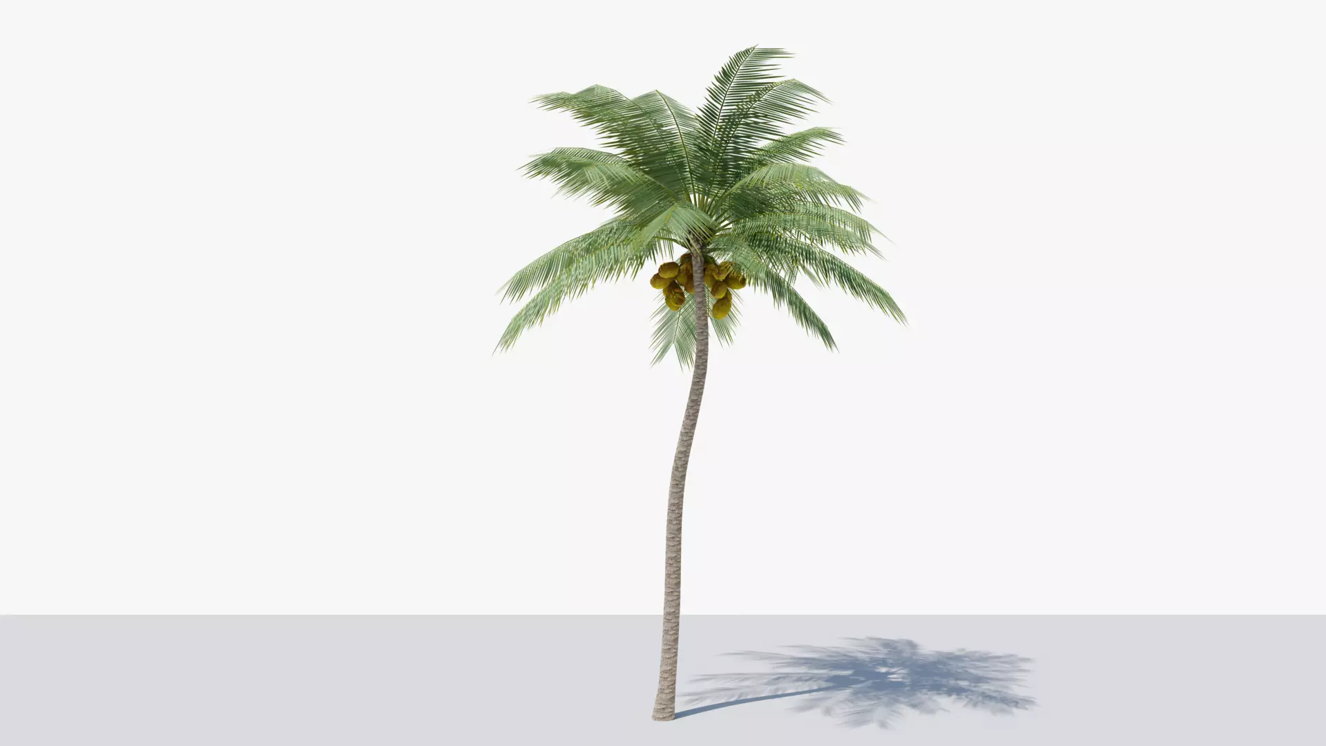 Lowpoly Coconut Palm v4 Low-poly 3D model_0