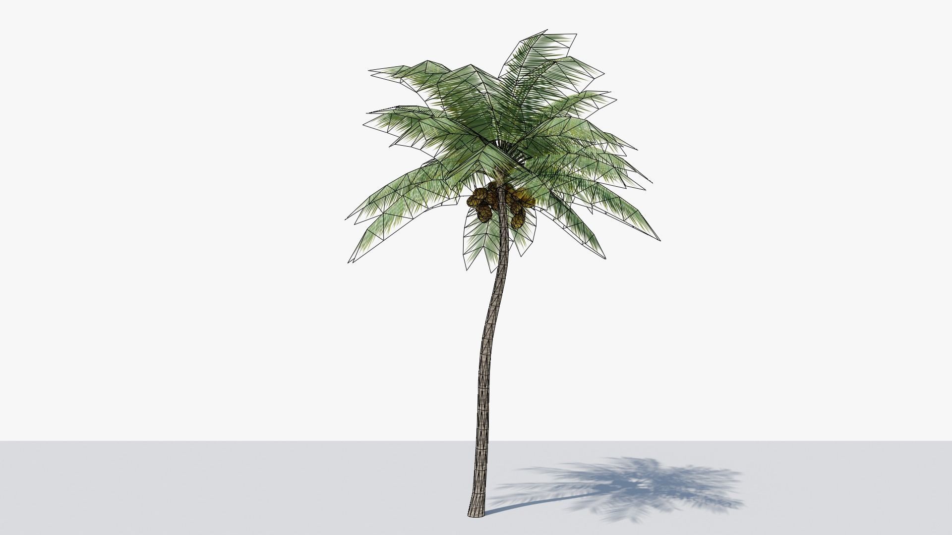 Lowpoly Coconut Palm v4 Low-poly 3D model_1