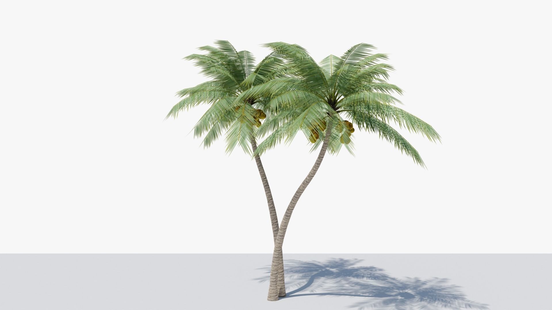 Lowpoly Coconut Palm v5 Low-poly 3D model_15