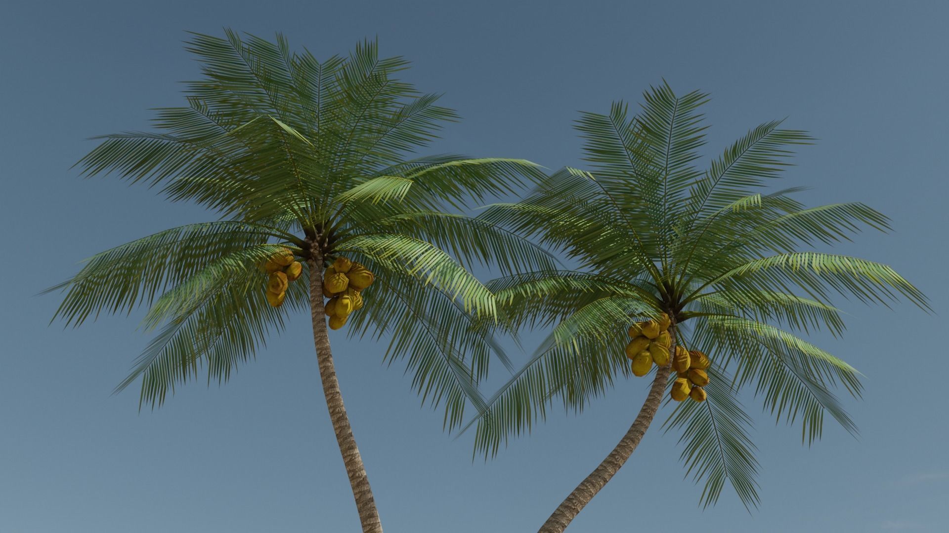 Lowpoly Coconut Palm v5 Low-poly 3D model_19