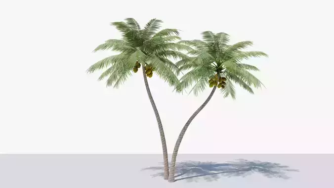 Lowpoly Coconut Palm v5 Low-poly 3D model