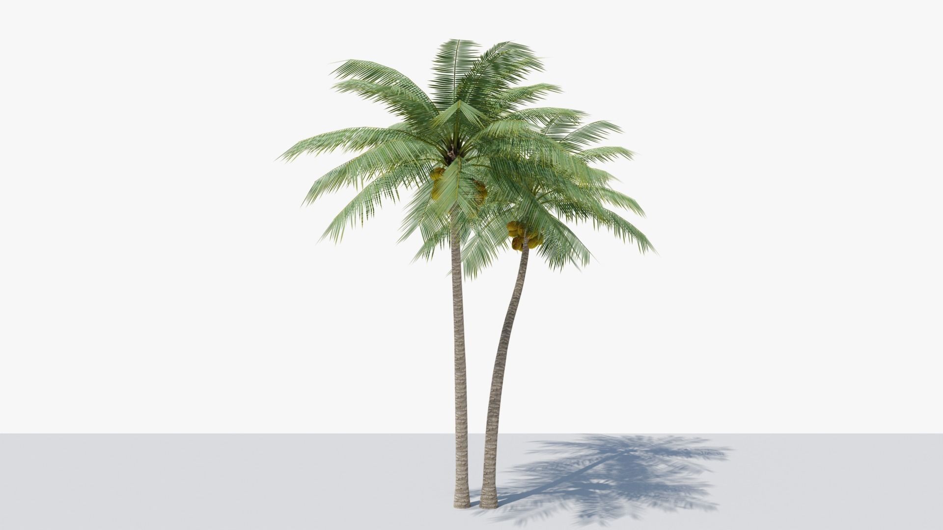 Lowpoly Coconut Palm v5 Low-poly 3D model_3
