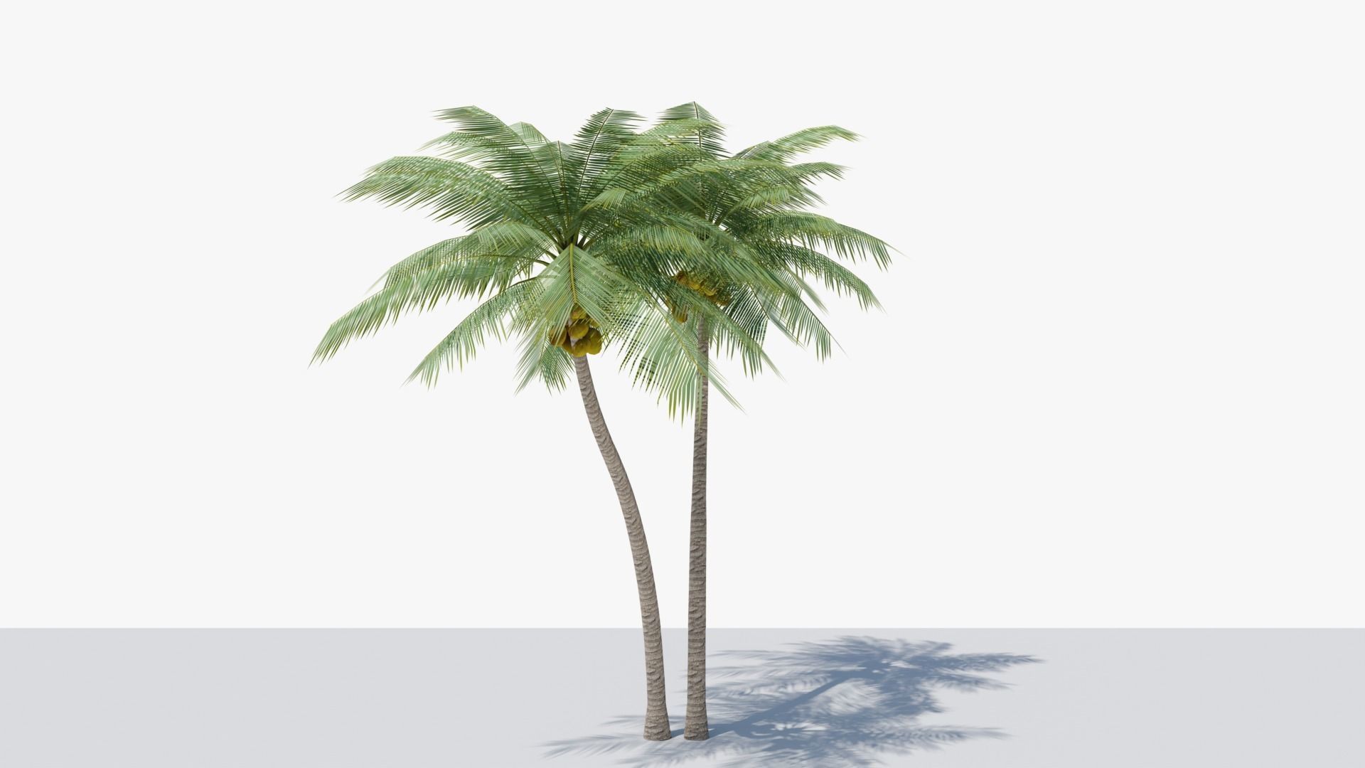 Lowpoly Coconut Palm v5 Low-poly 3D model_12