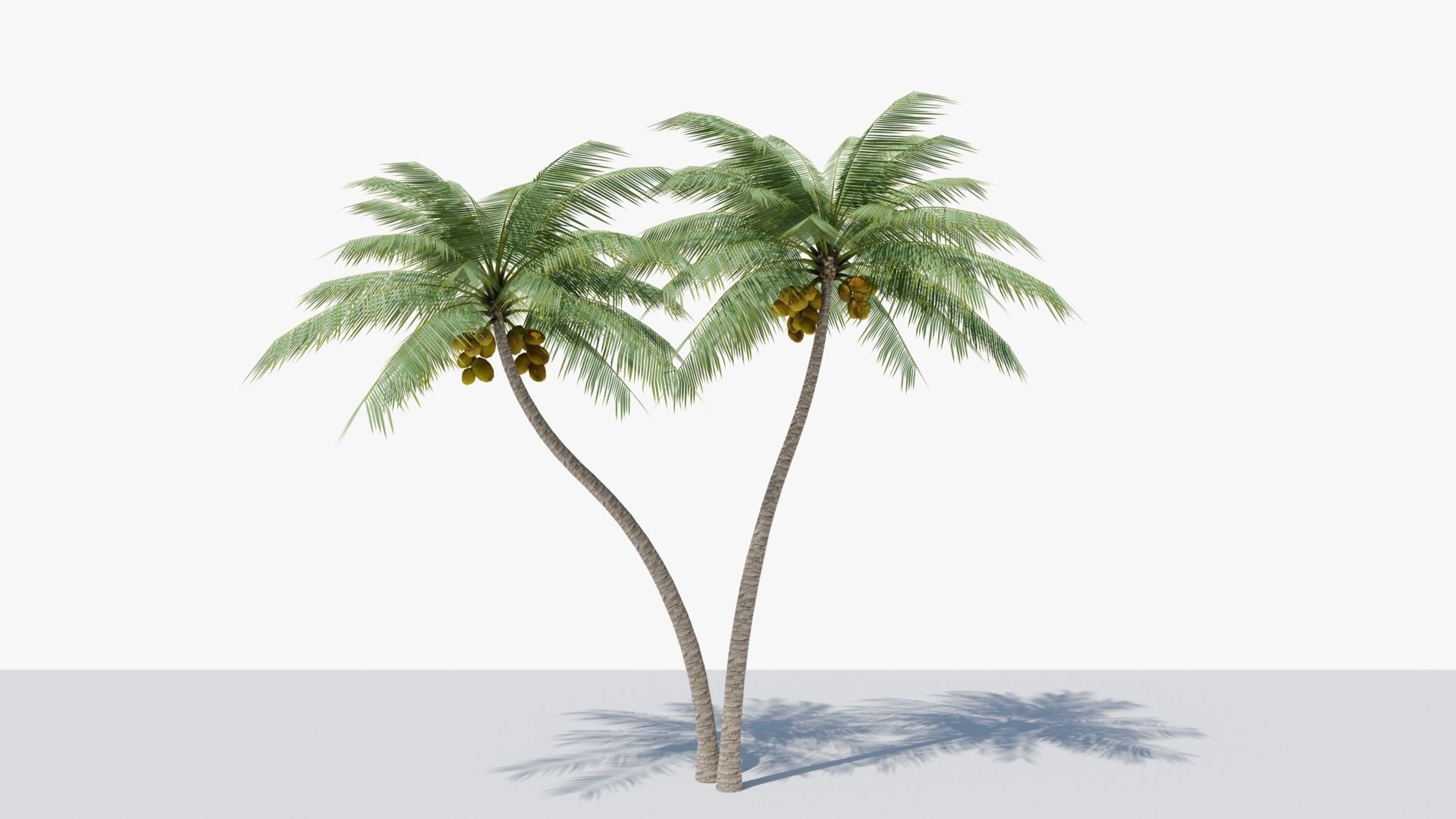 Lowpoly Coconut Palm v5 Low-poly 3D model_9
