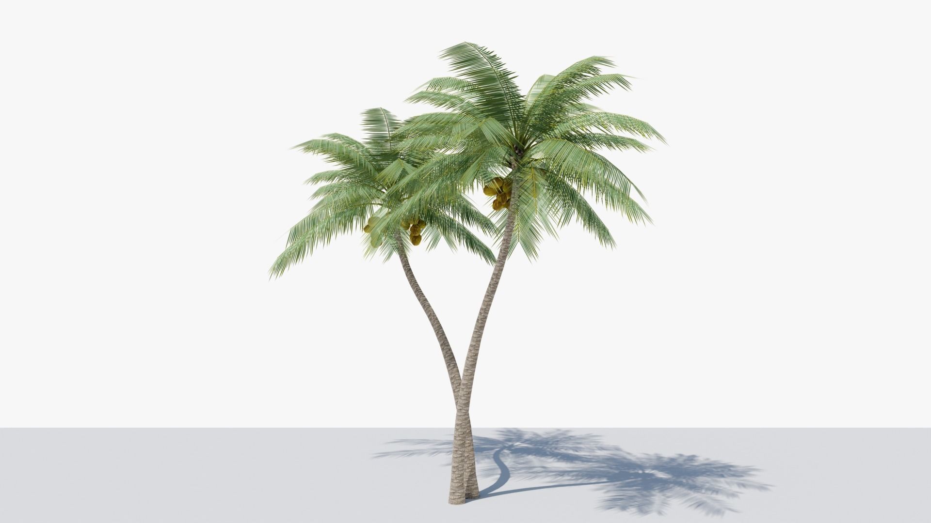 Lowpoly Coconut Palm v5 Low-poly 3D model_6