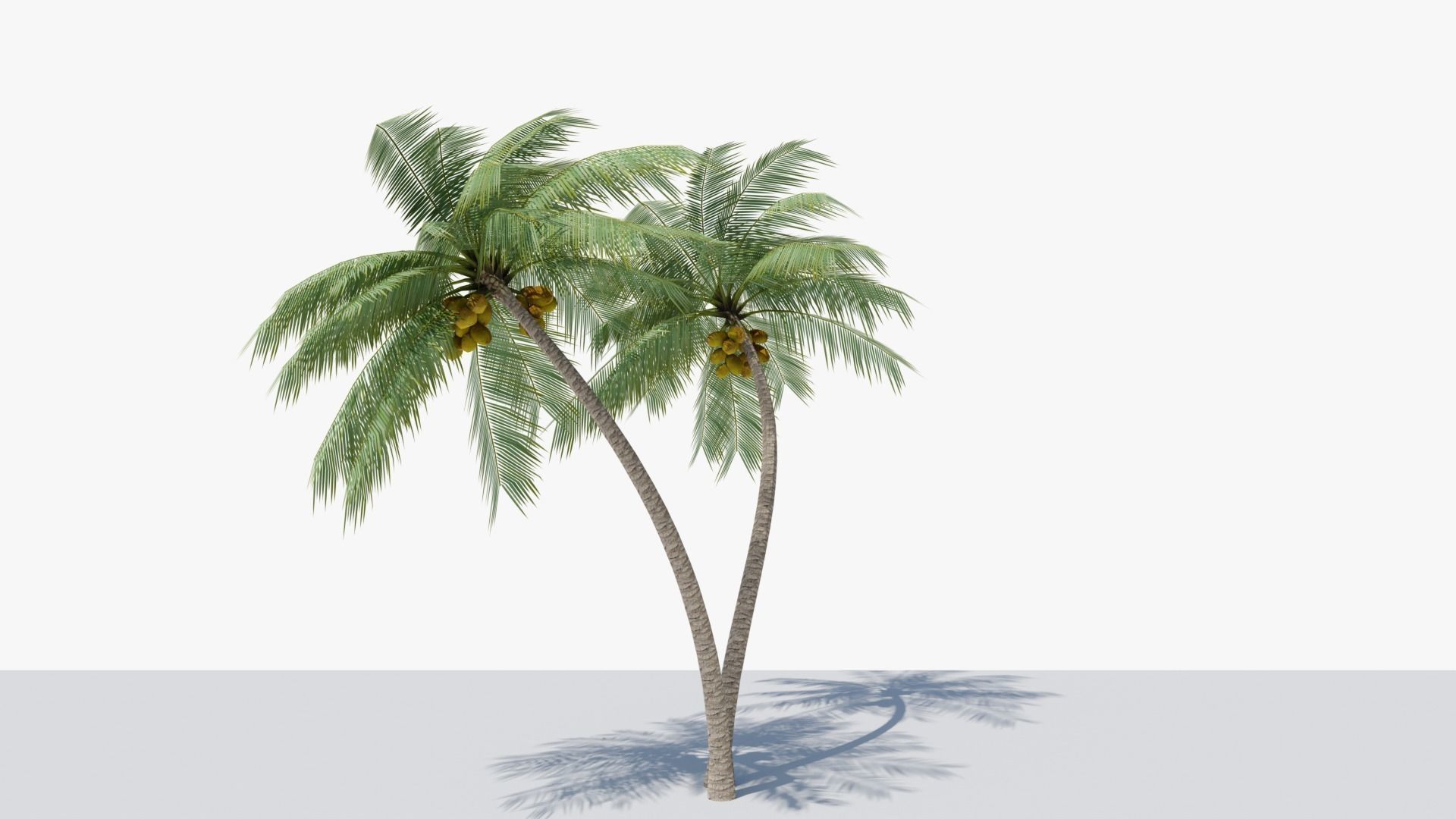 Lowpoly Coconut Palm v6 Low-poly 3D model_15