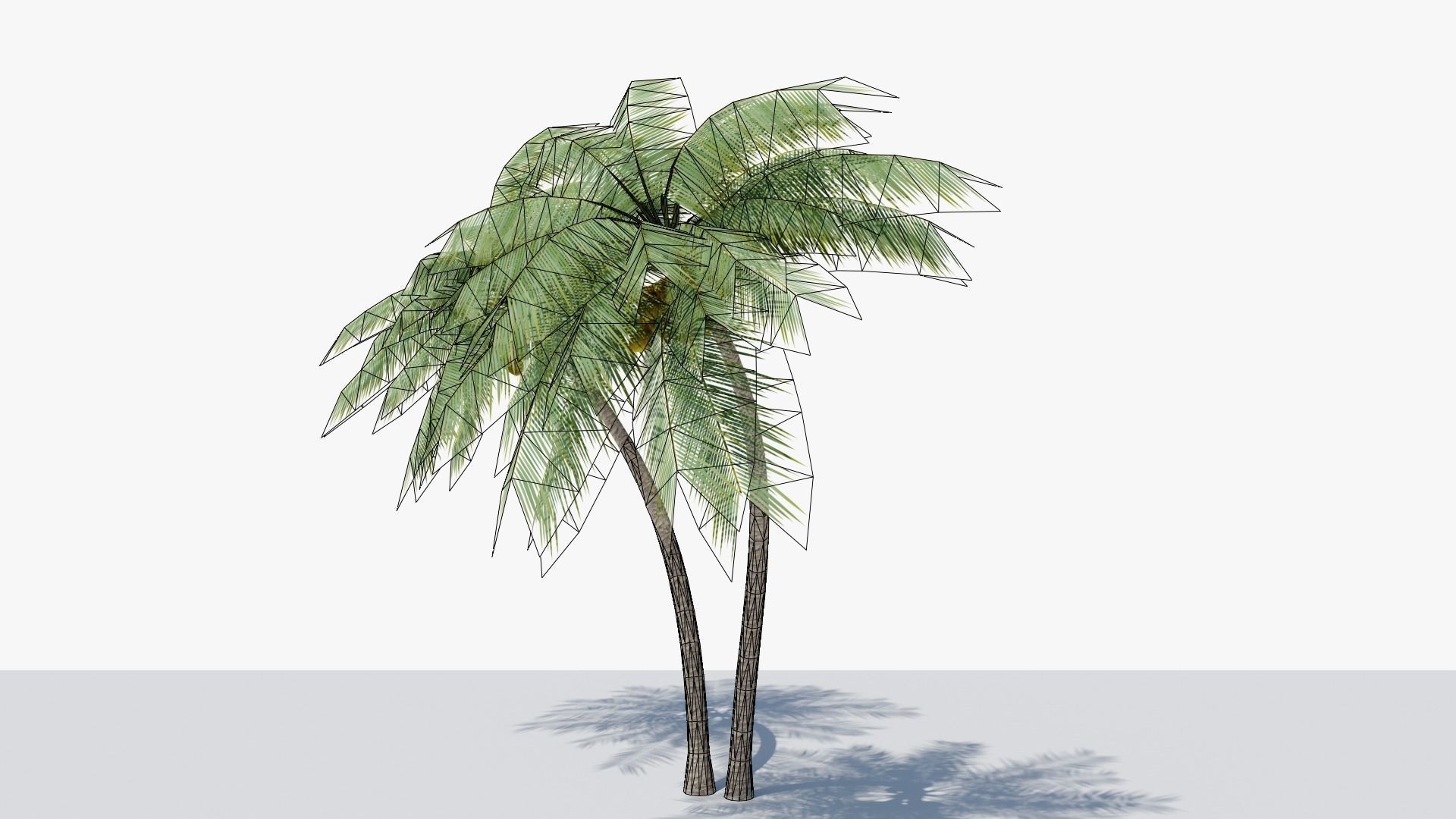 Lowpoly Coconut Palm v6 Low-poly 3D model_13