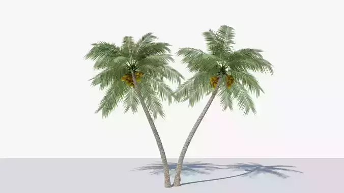 Lowpoly Coconut Palm v6 Low-poly 3D model