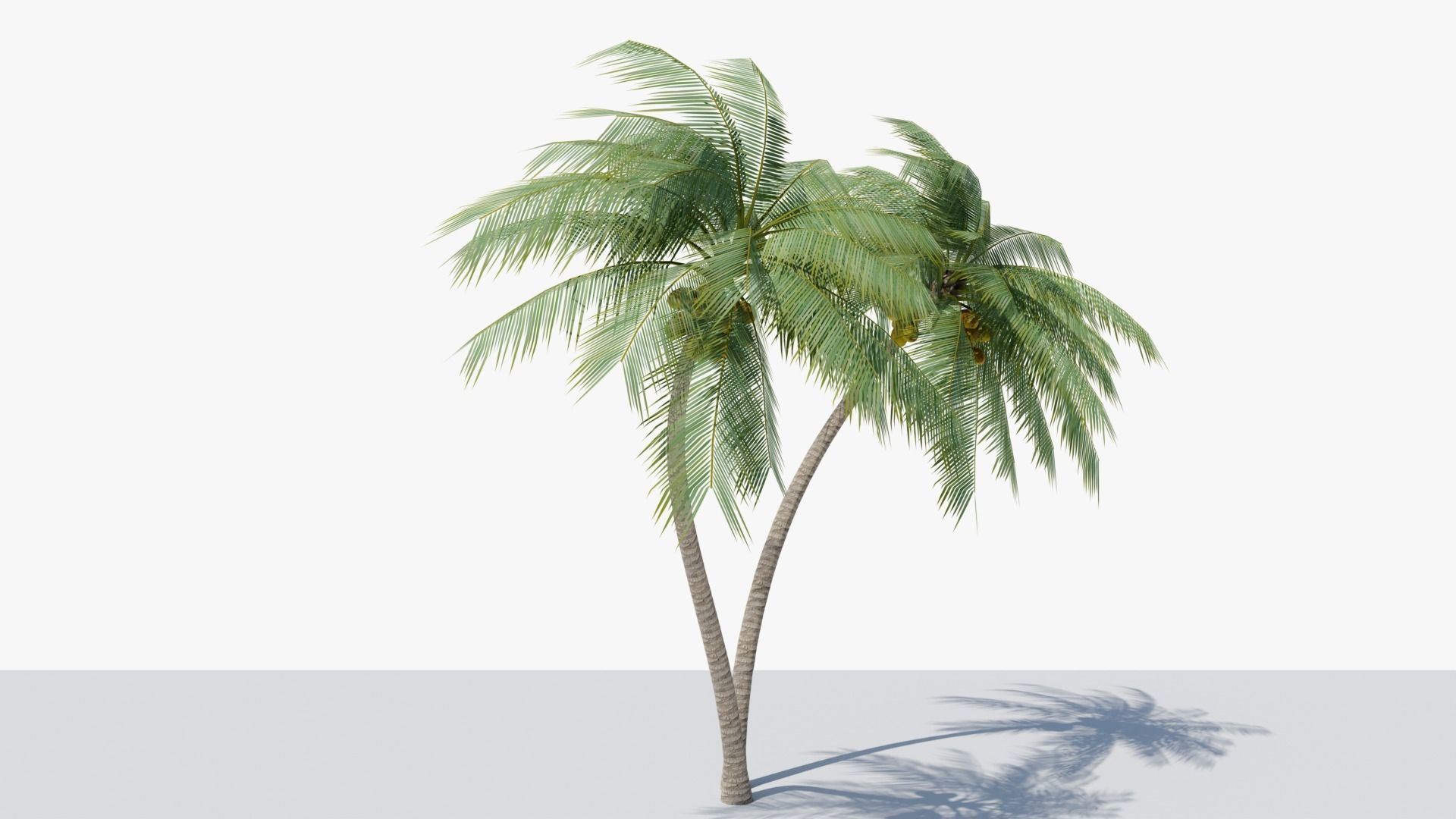 Lowpoly Coconut Palm v6 Low-poly 3D model_6