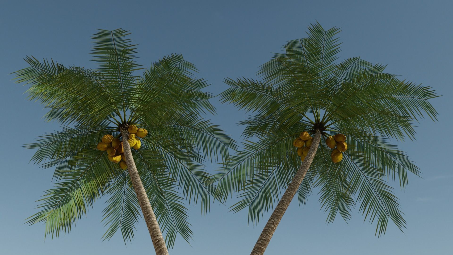Lowpoly Coconut Palm v6 Low-poly 3D model_19