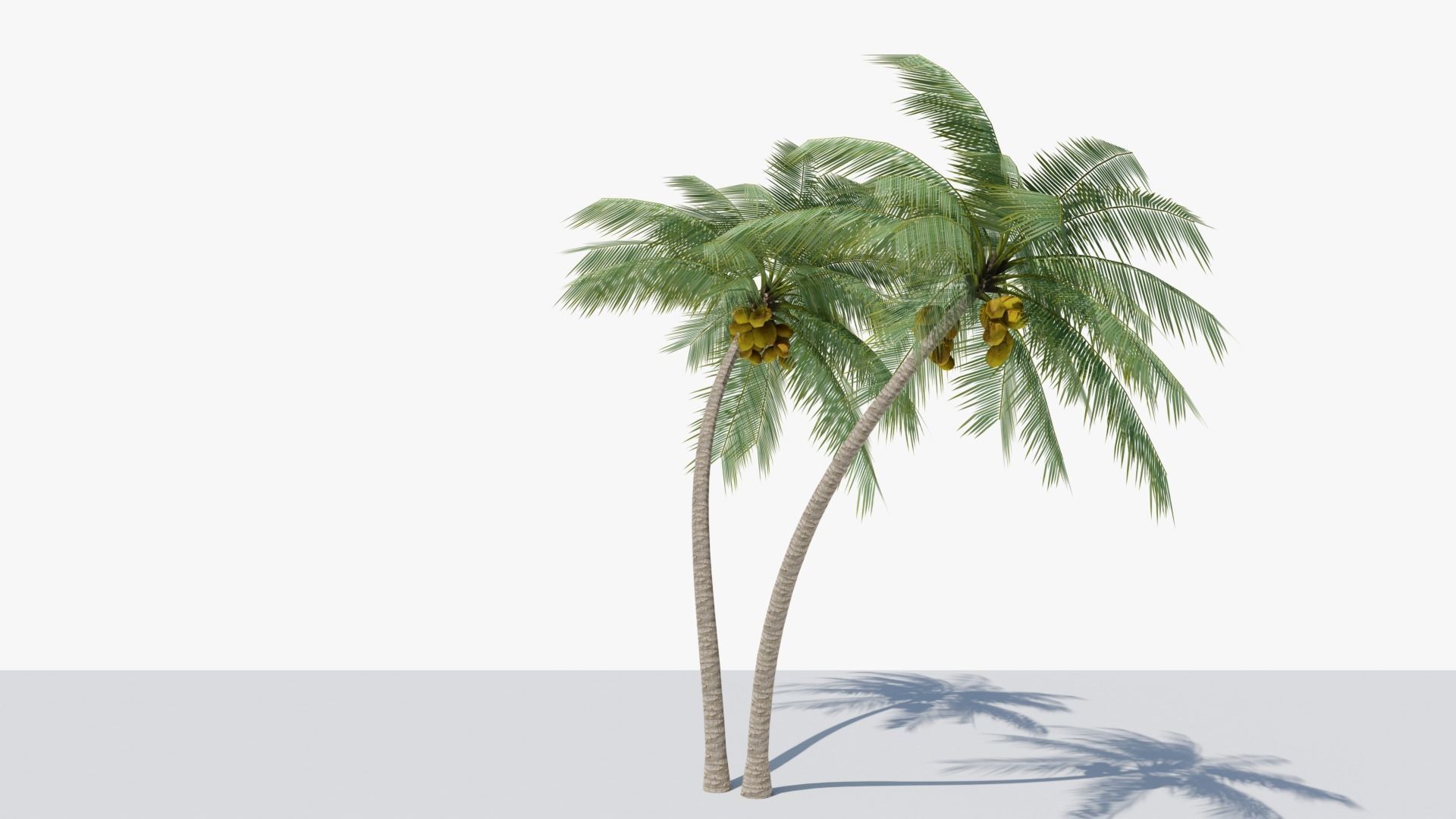 Lowpoly Coconut Palm v6 Low-poly 3D model_3