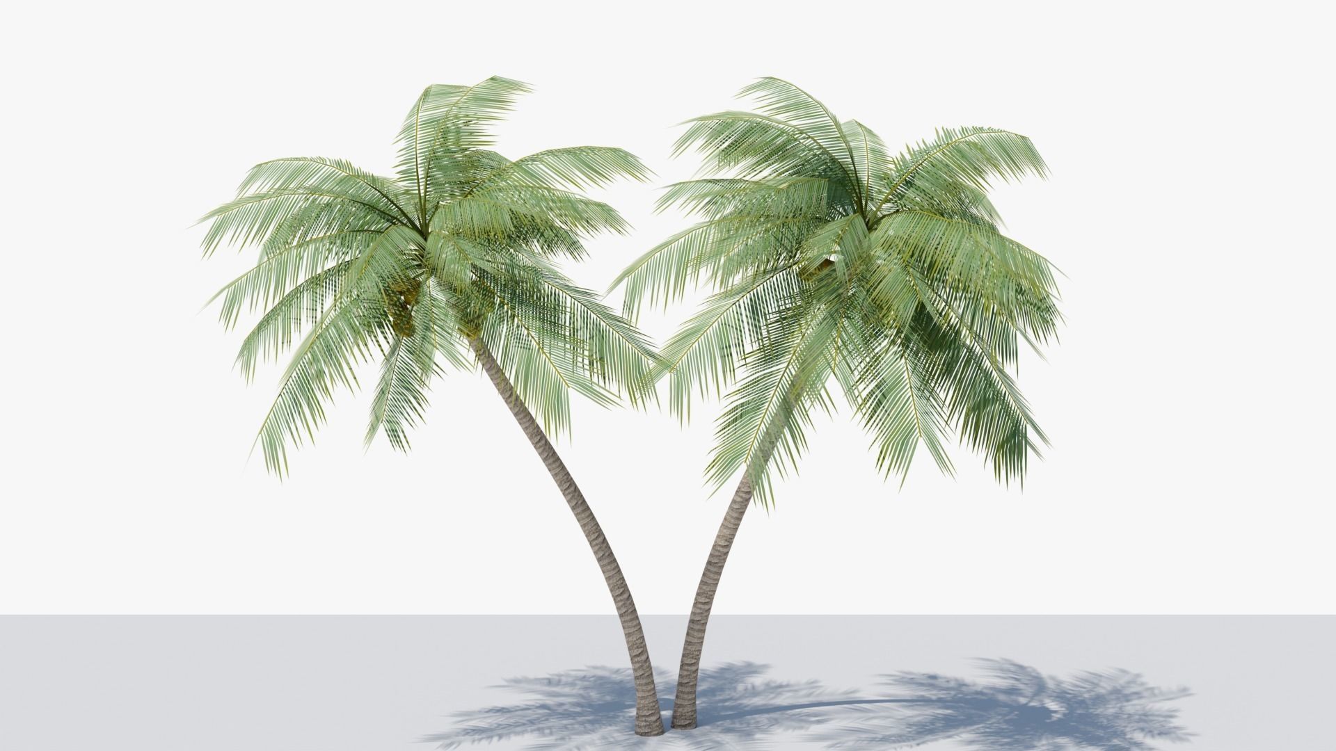 Lowpoly Coconut Palm v6 Low-poly 3D model_9