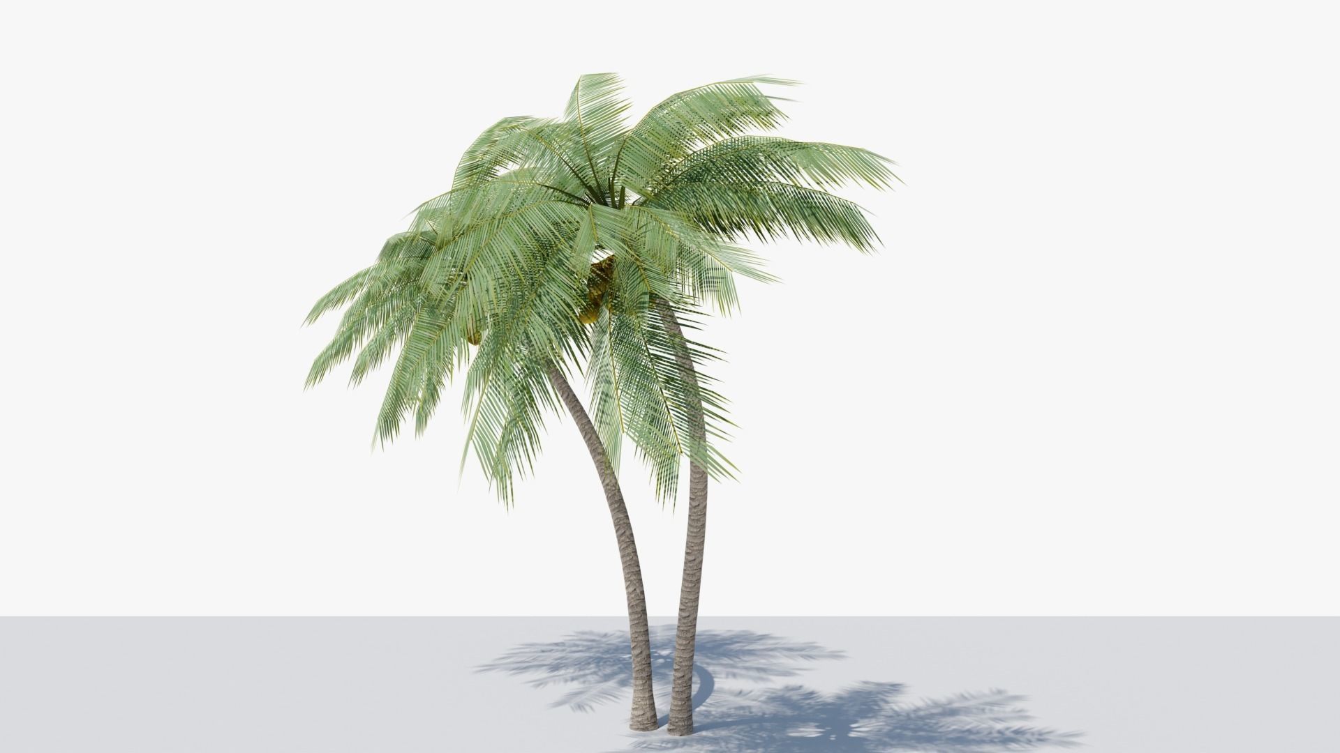 Lowpoly Coconut Palm v6 Low-poly 3D model_12