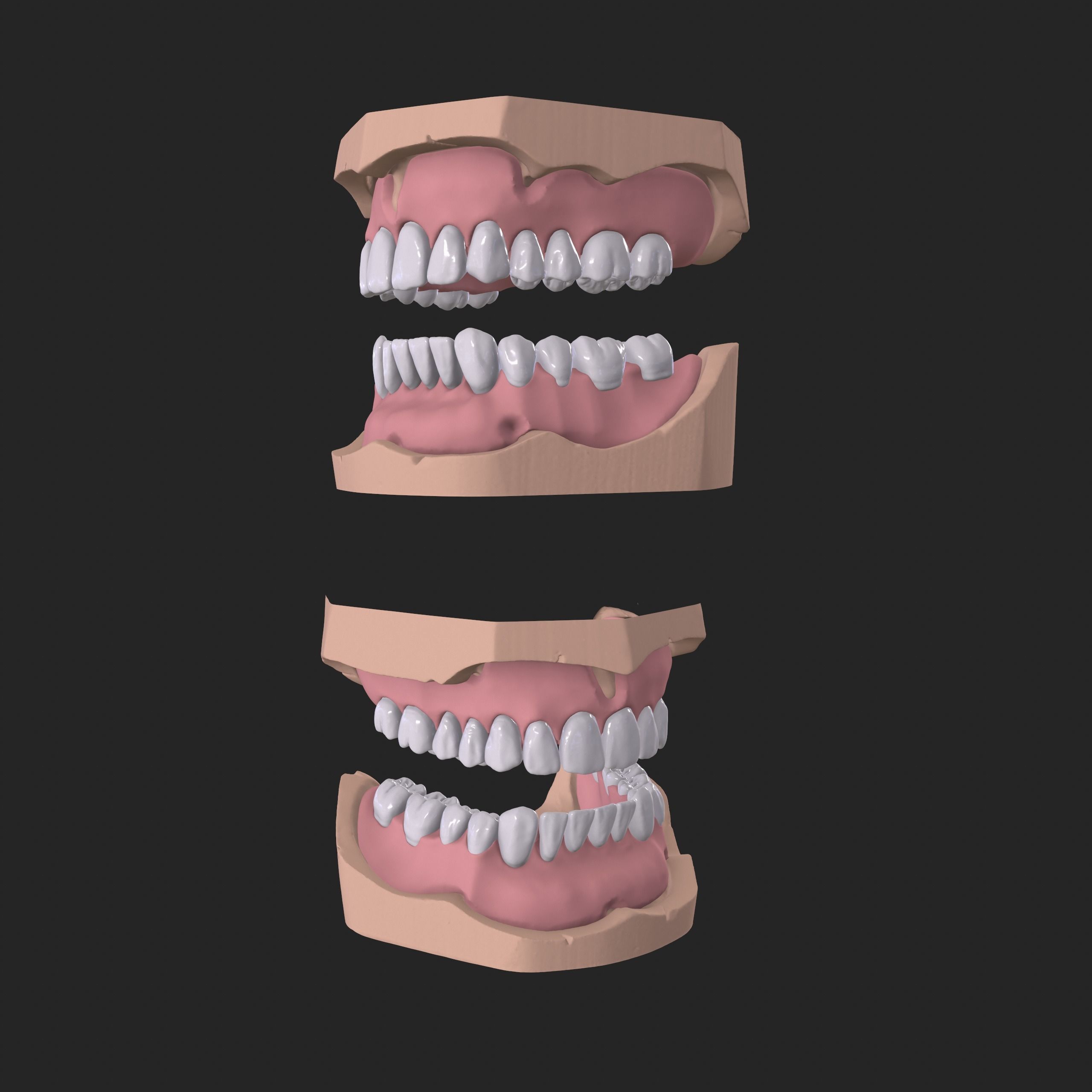 Dental Anatomy Mouth Model Real Scanned Medical Case 3D print model_9