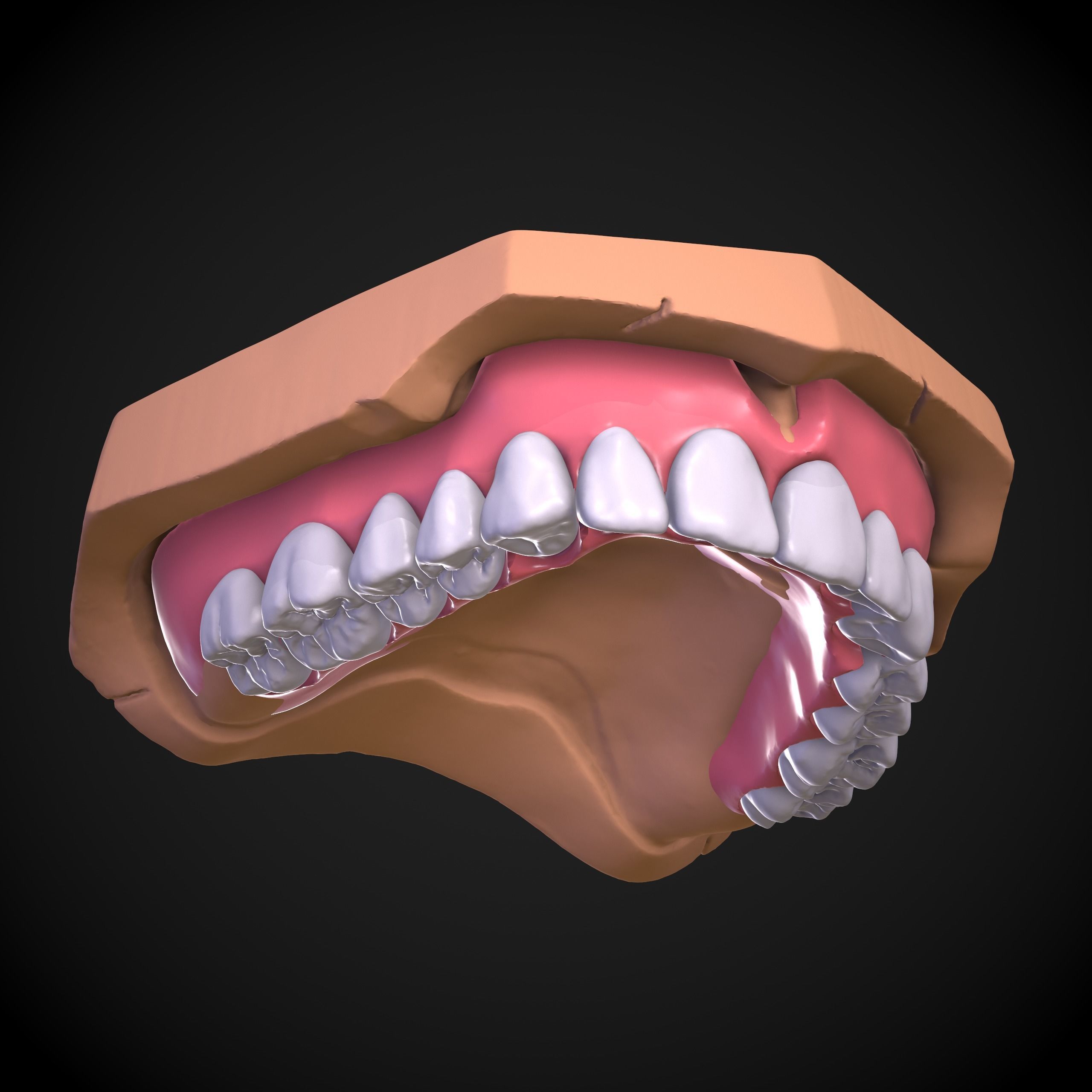 Dental Anatomy Mouth Model Real Scanned Medical Case 3D print model_4