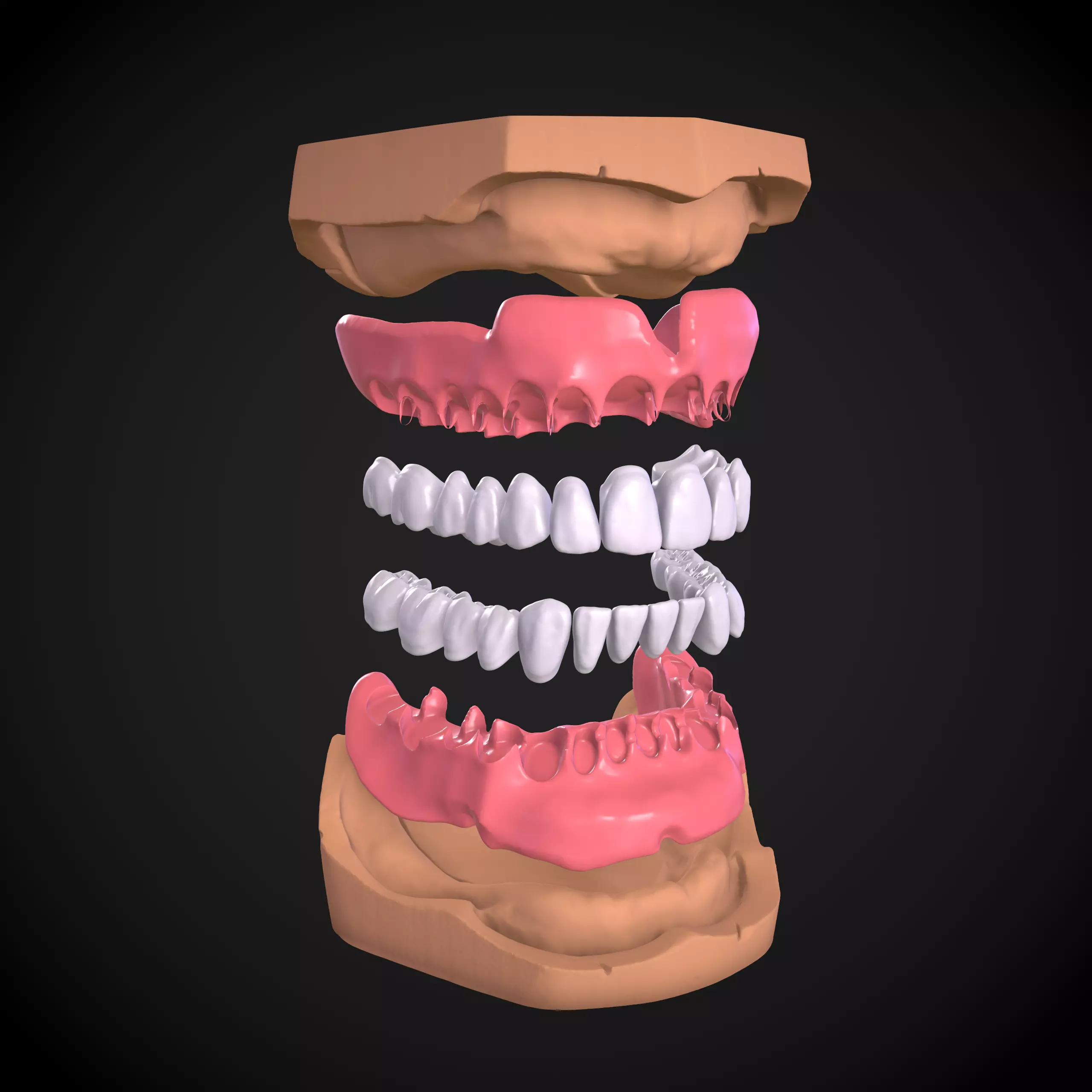 Dental Anatomy Mouth Model Real Scanned Medical Case 3D print model_0