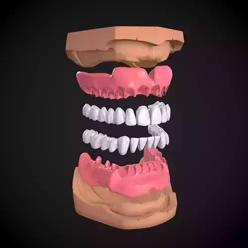 Dental Anatomy Mouth Model Real Scanned Medical Case 3D print model