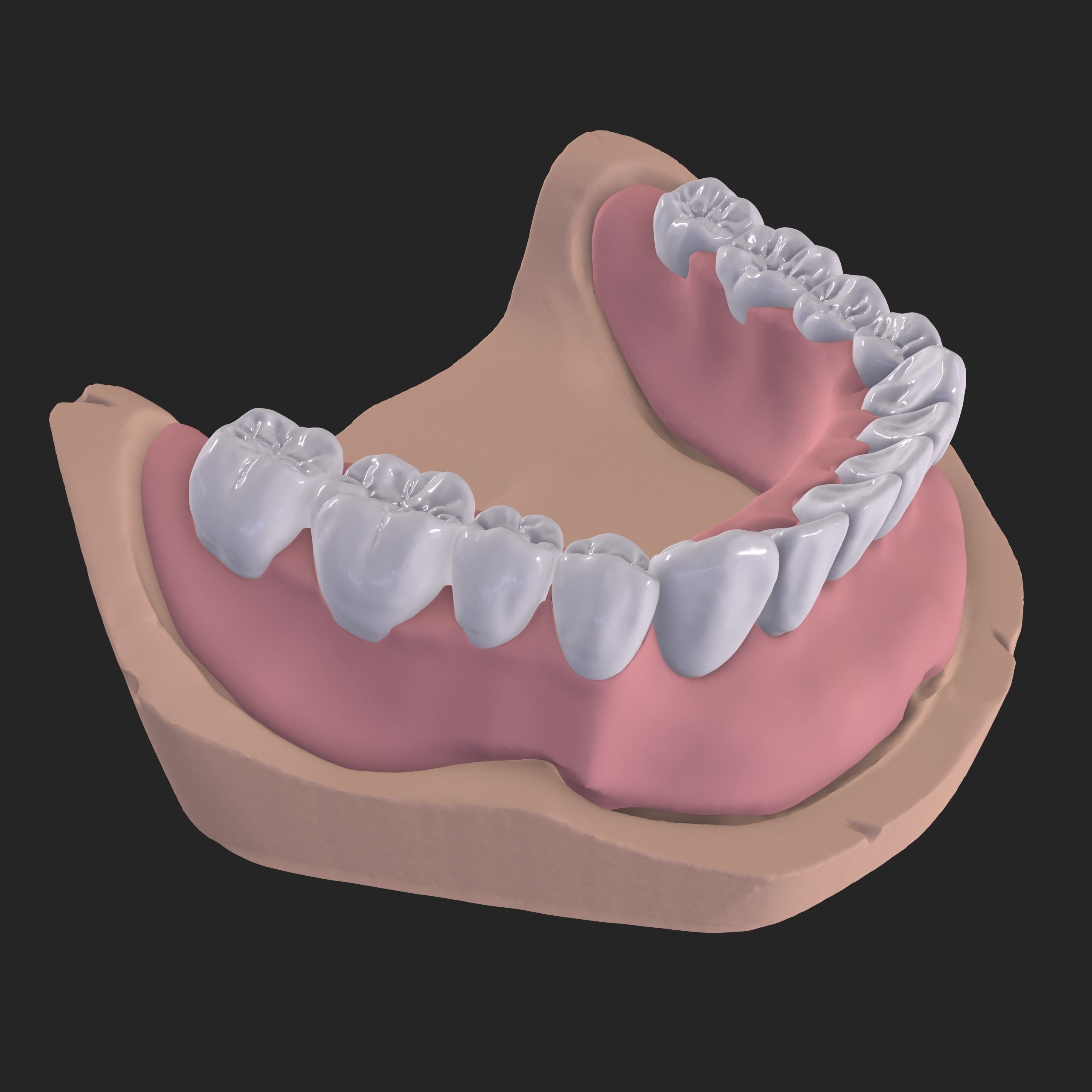 Dental Anatomy Mouth Model Real Scanned Medical Case 3D print model_8