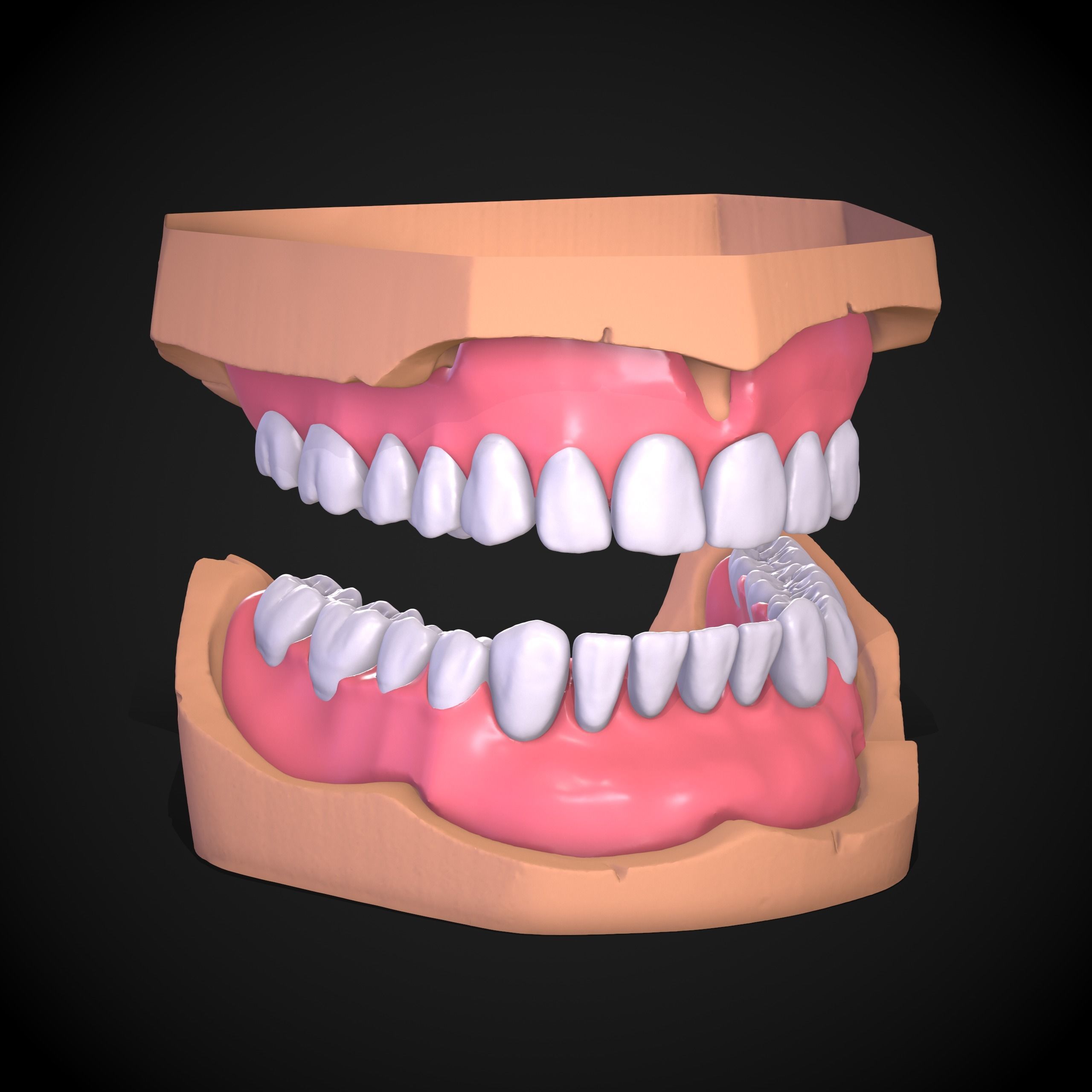 Dental Anatomy Mouth Model Real Scanned Medical Case 3D print model_10